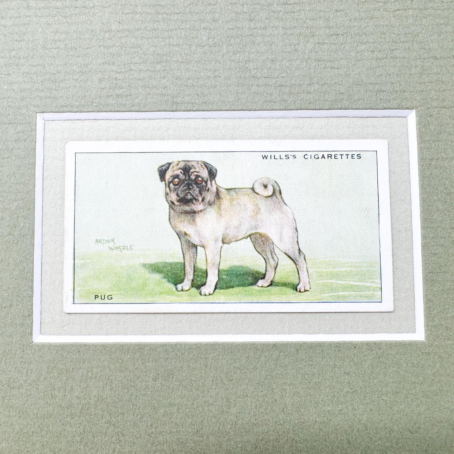 Framed Vintage Dog Cigarette Card c. 1937, Pug