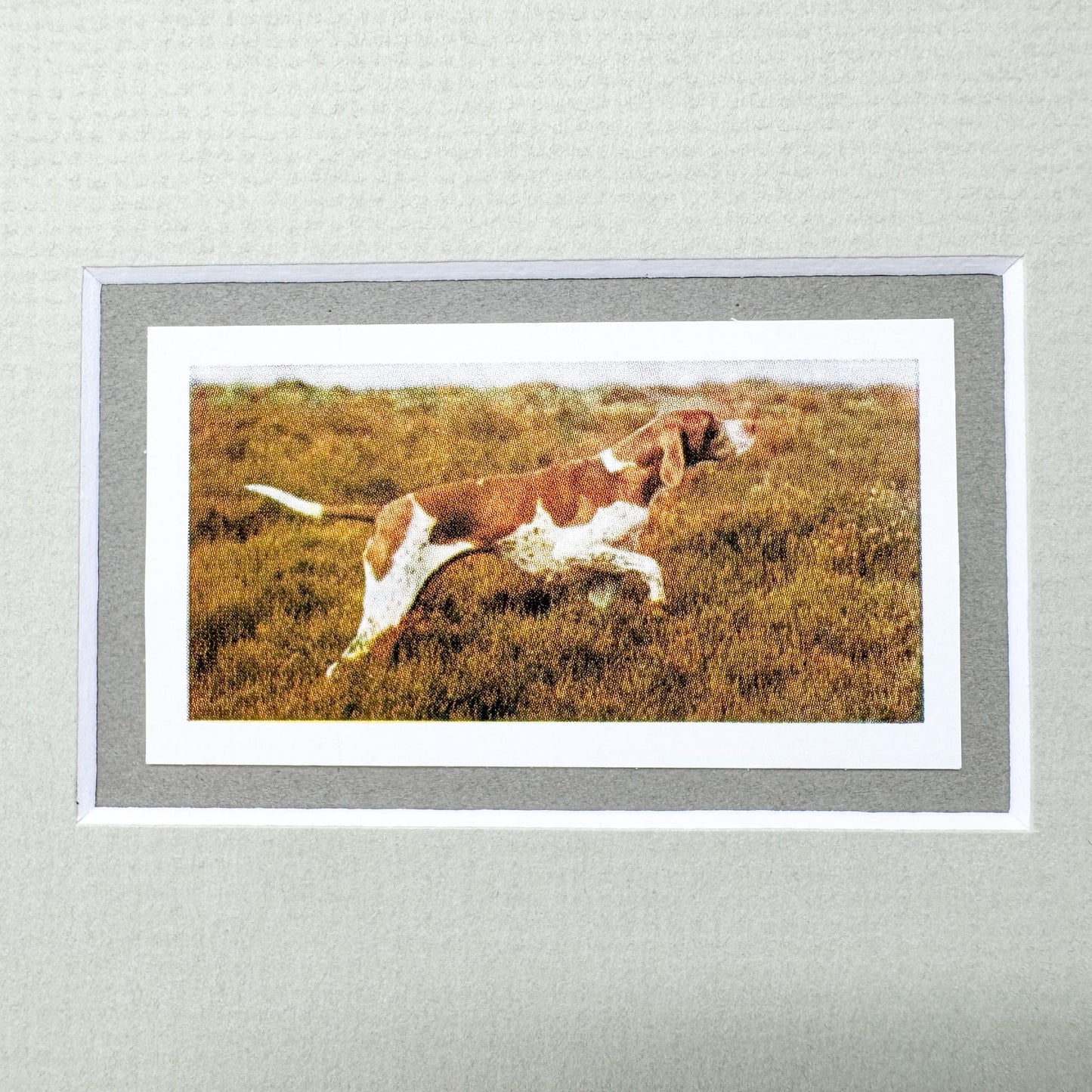 Framed Vintage Dog Cigarette Card, Pointer