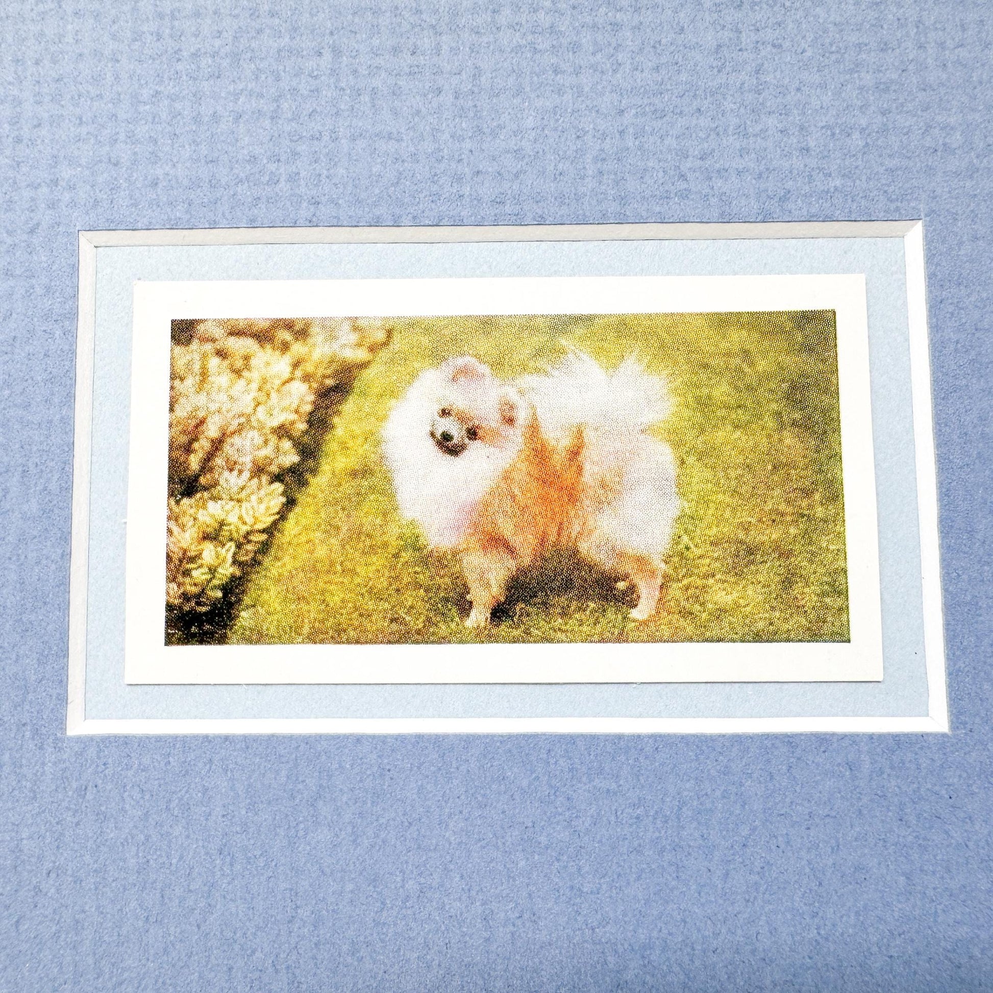 Framed Vintage Dog Cigarette Card, Pomeranian