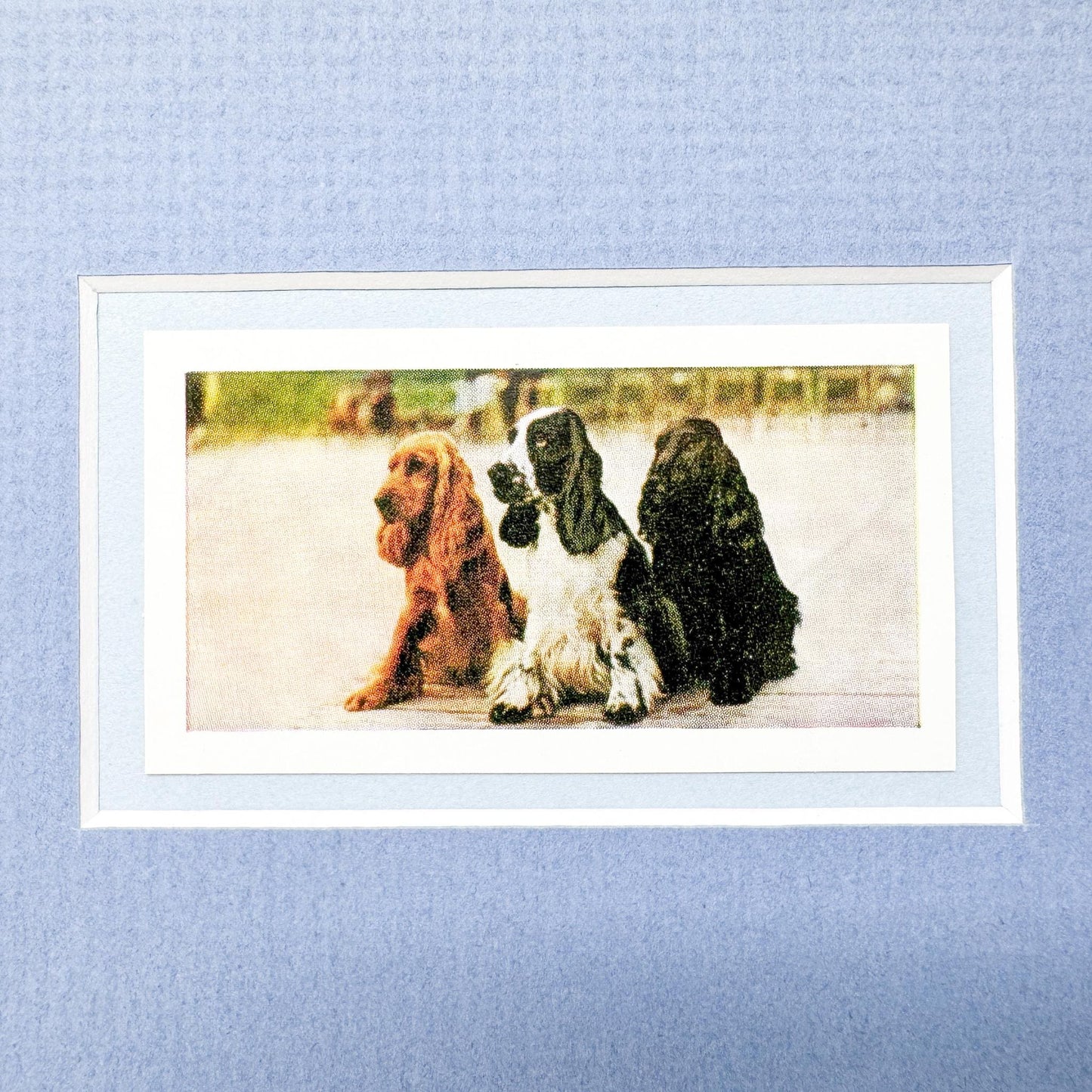Framed Vintage Dog Cigarette Card, Cocker Spaniel