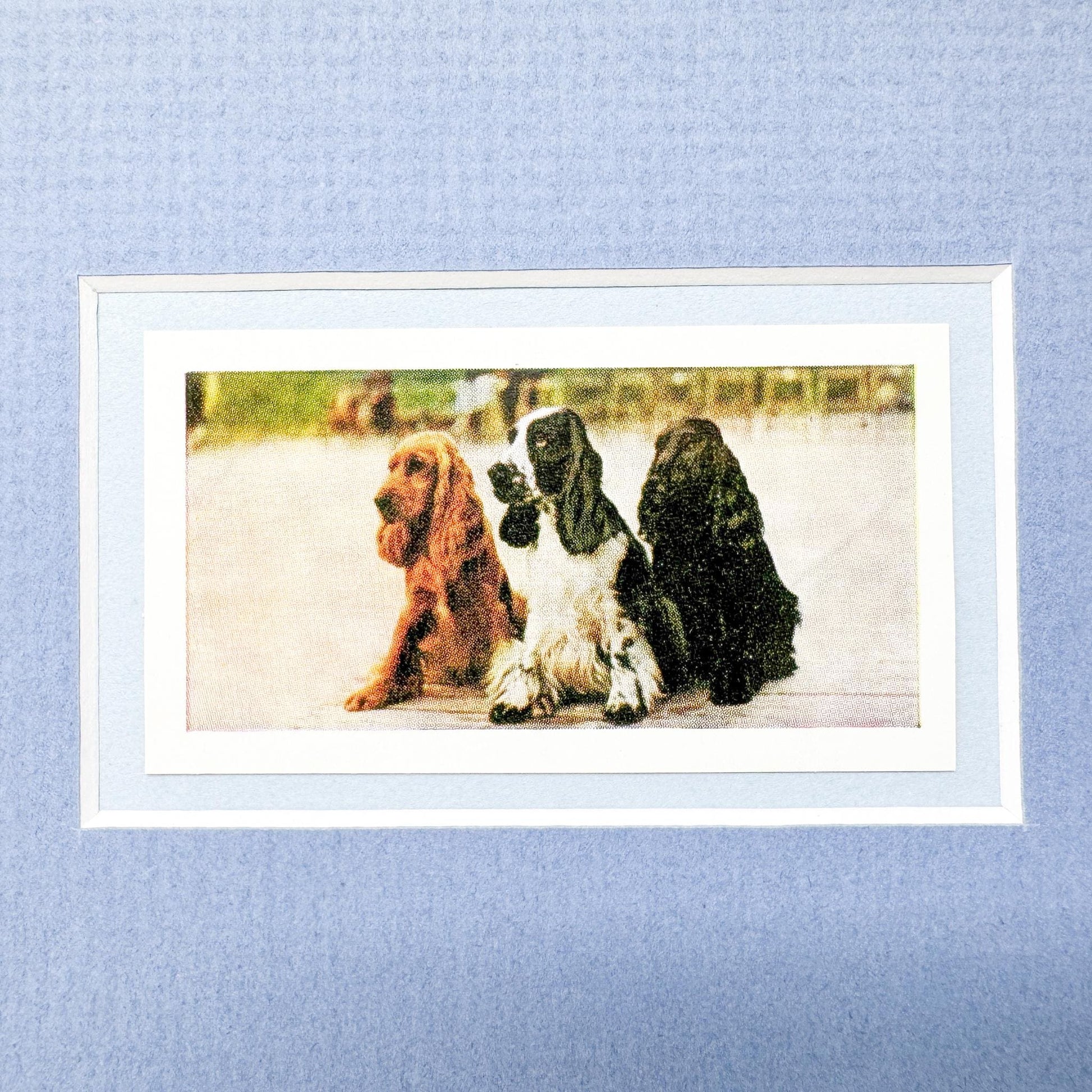 Framed Vintage Dog Cigarette Card, Cocker Spaniel