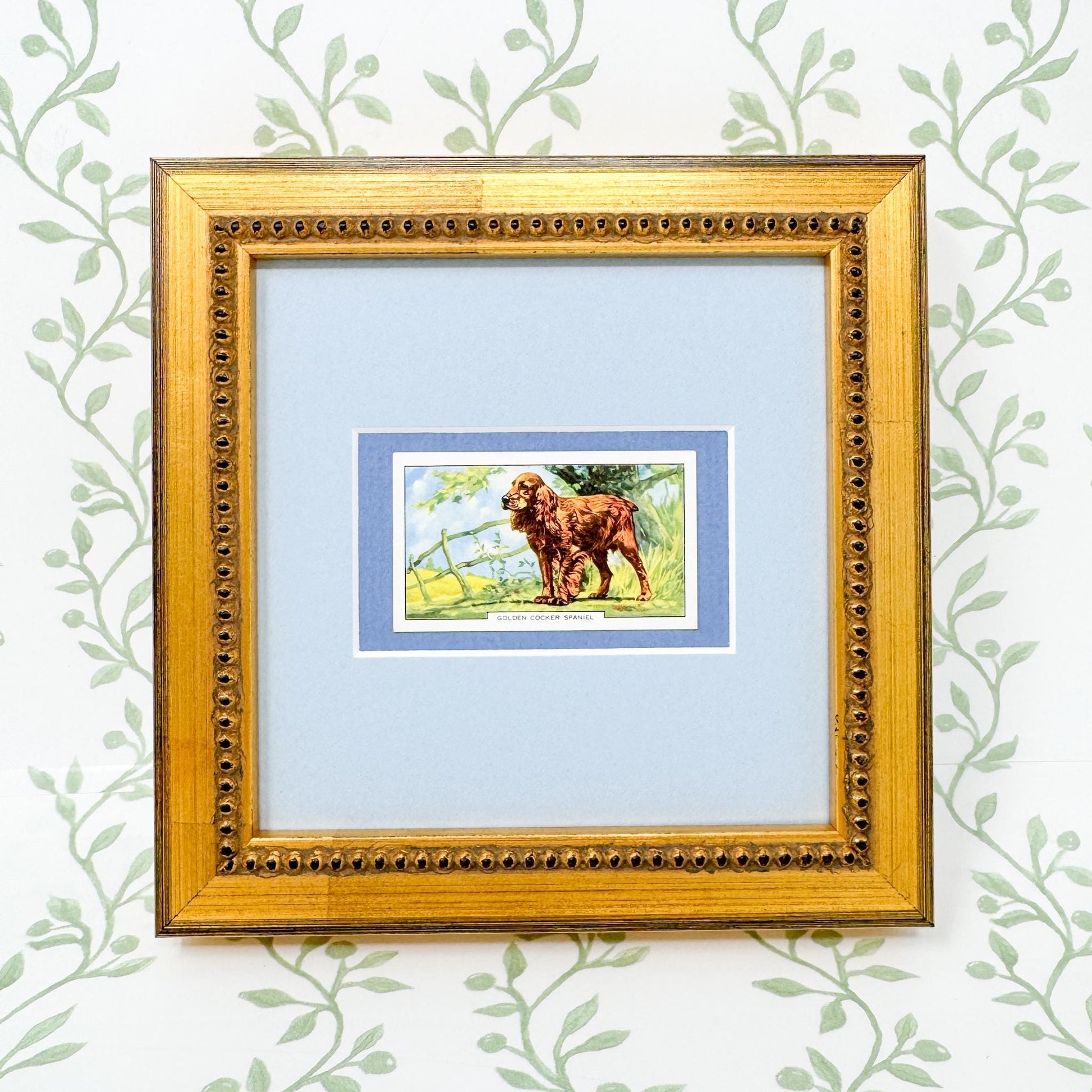 Framed Vintage Dog Cigarette Card c. 1938, Cocker Spaniel