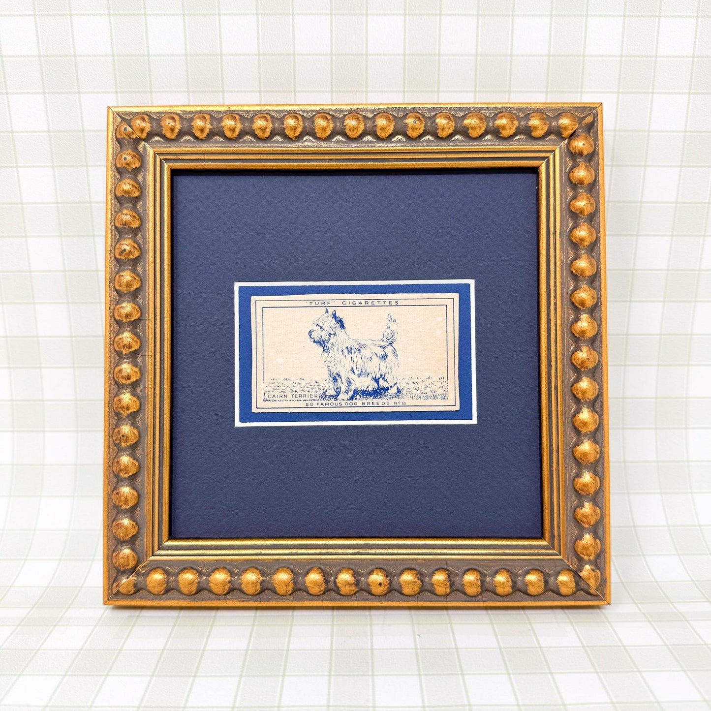 Framed Vintage Dog Cigarette Card c. 1952, Cairn Terrier