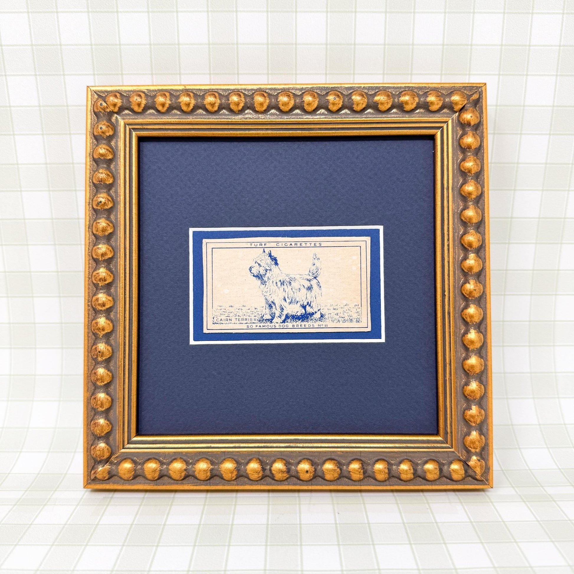 Framed Vintage Dog Cigarette Card c. 1952, Cairn Terrier