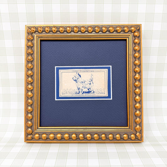 Framed Vintage Dog Cigarette Card c. 1952, Cairn Terrier