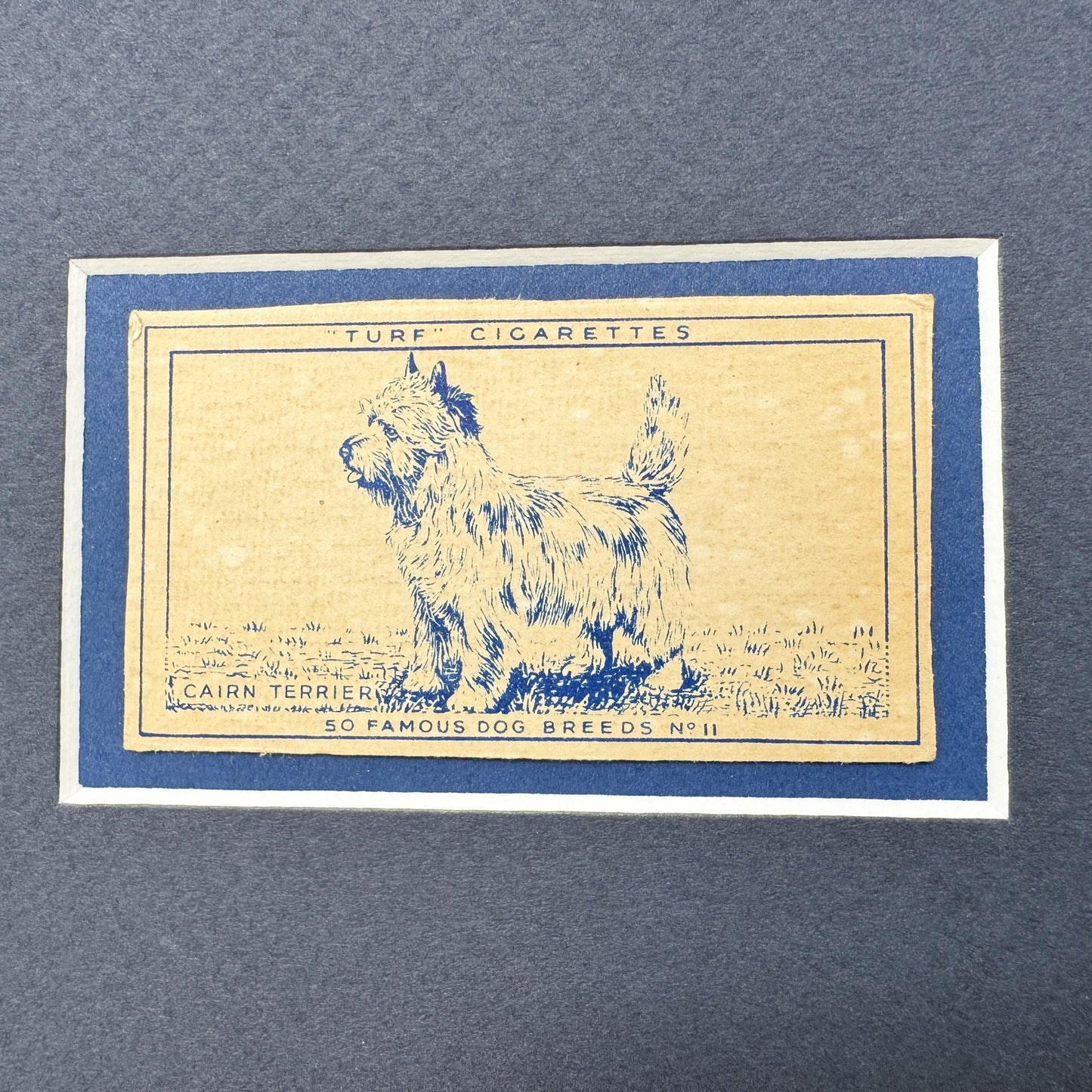 Framed Vintage Dog Cigarette Card c. 1952, Cairn Terrier