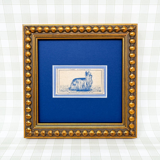 Framed Vintage Dog Cigarette Card c. 1952, Yorkshire Terrier