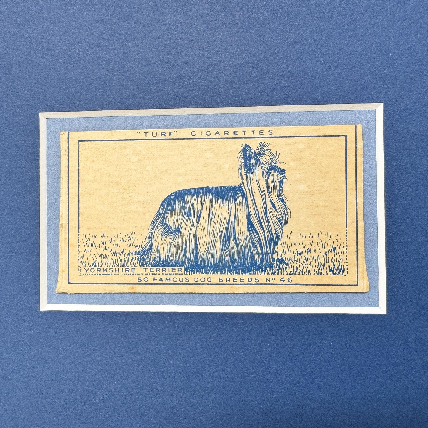 Framed Vintage Dog Cigarette Card c. 1952, Yorkshire Terrier