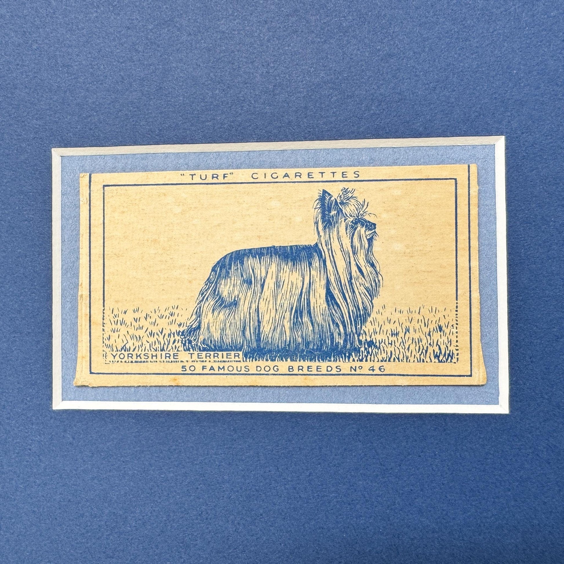 Framed Vintage Dog Cigarette Card c. 1952, Yorkshire Terrier