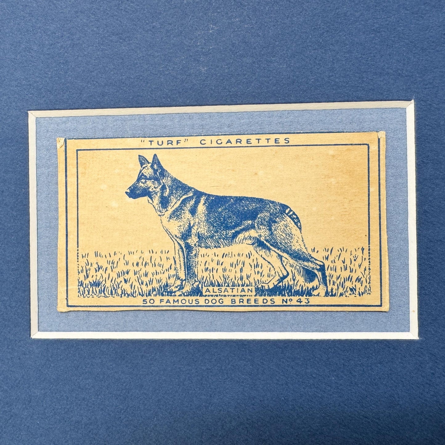 Framed Vintage Dog Cigarette Card c. 1952, German Shepherd (Alsatian)