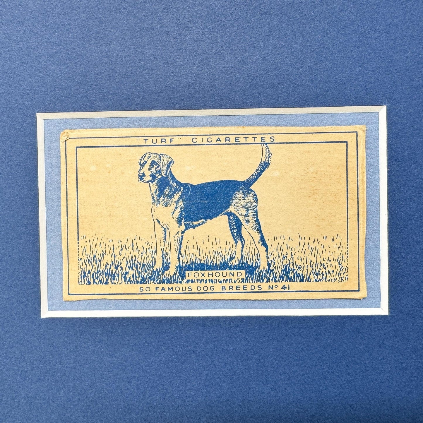 Framed Vintage Dog Cigarette Card c. 1952, Foxhound
