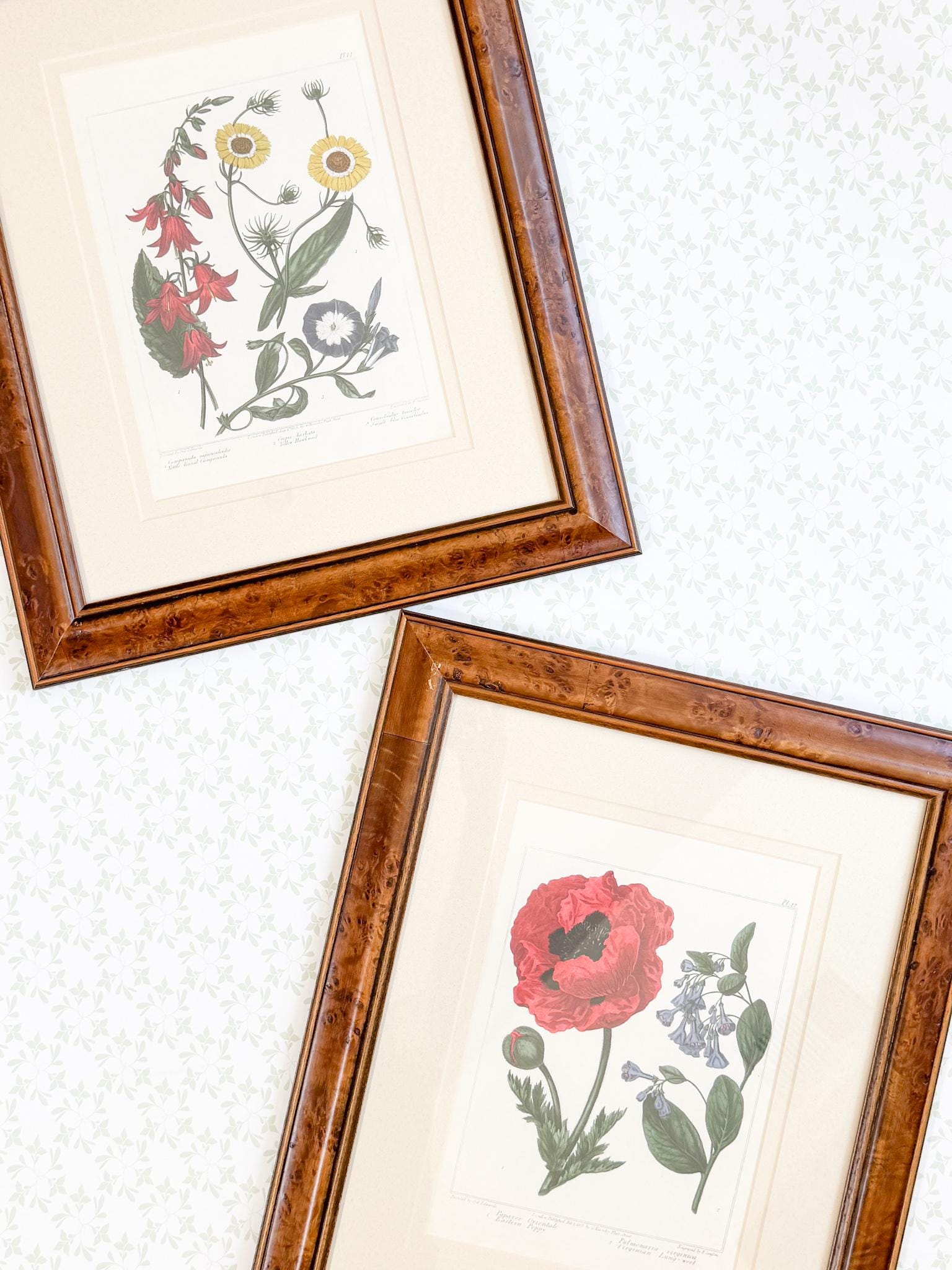 Framed Antique Floral Lithograph, c. 1807, Poppy and Bluebells