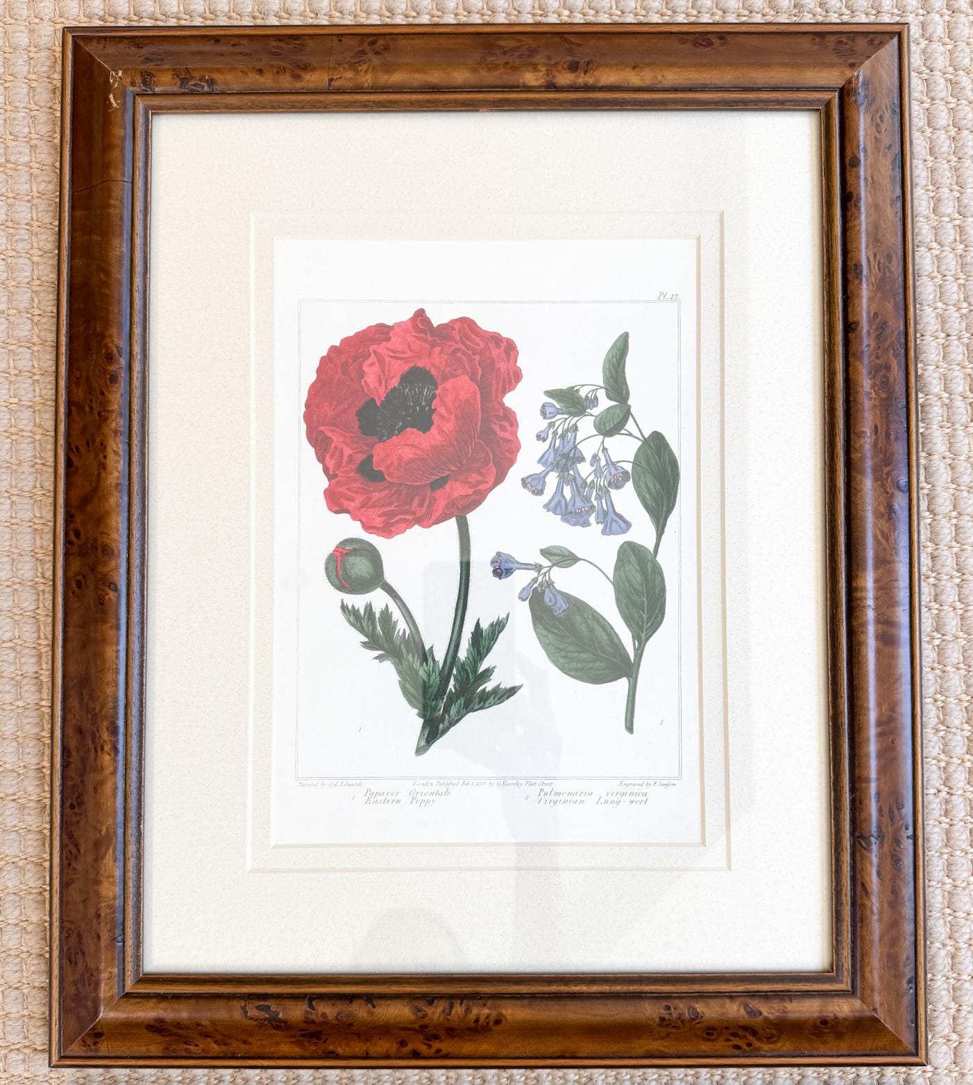Framed Antique Floral Lithograph, c. 1807, Poppy and Bluebells