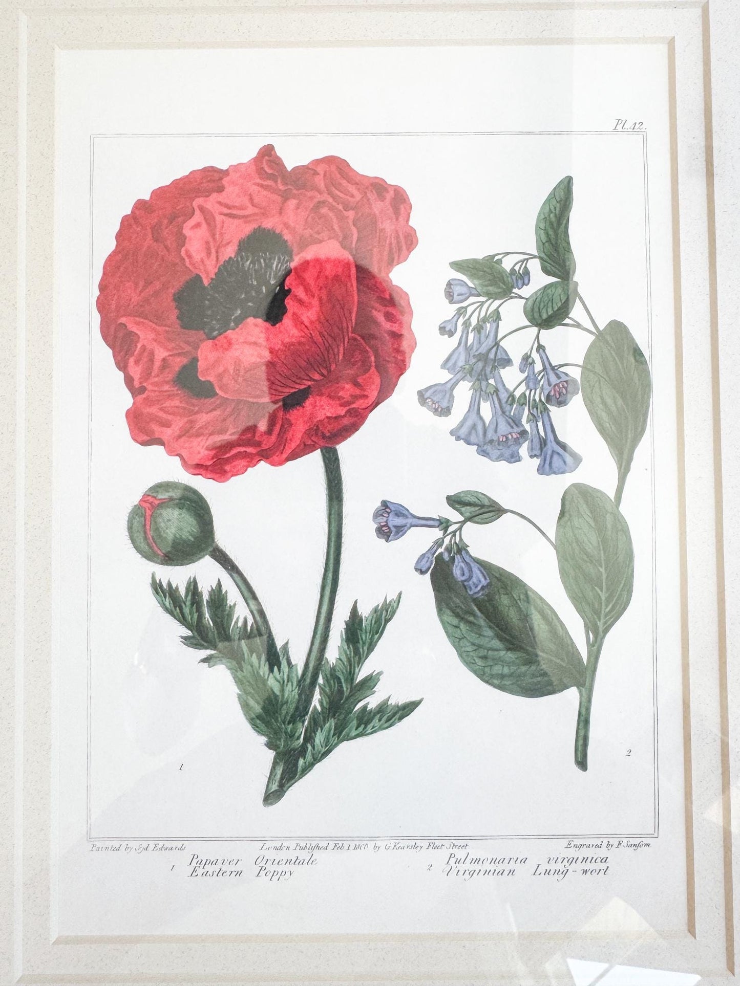 Framed Antique Floral Lithograph, c. 1807, Poppy and Bluebells