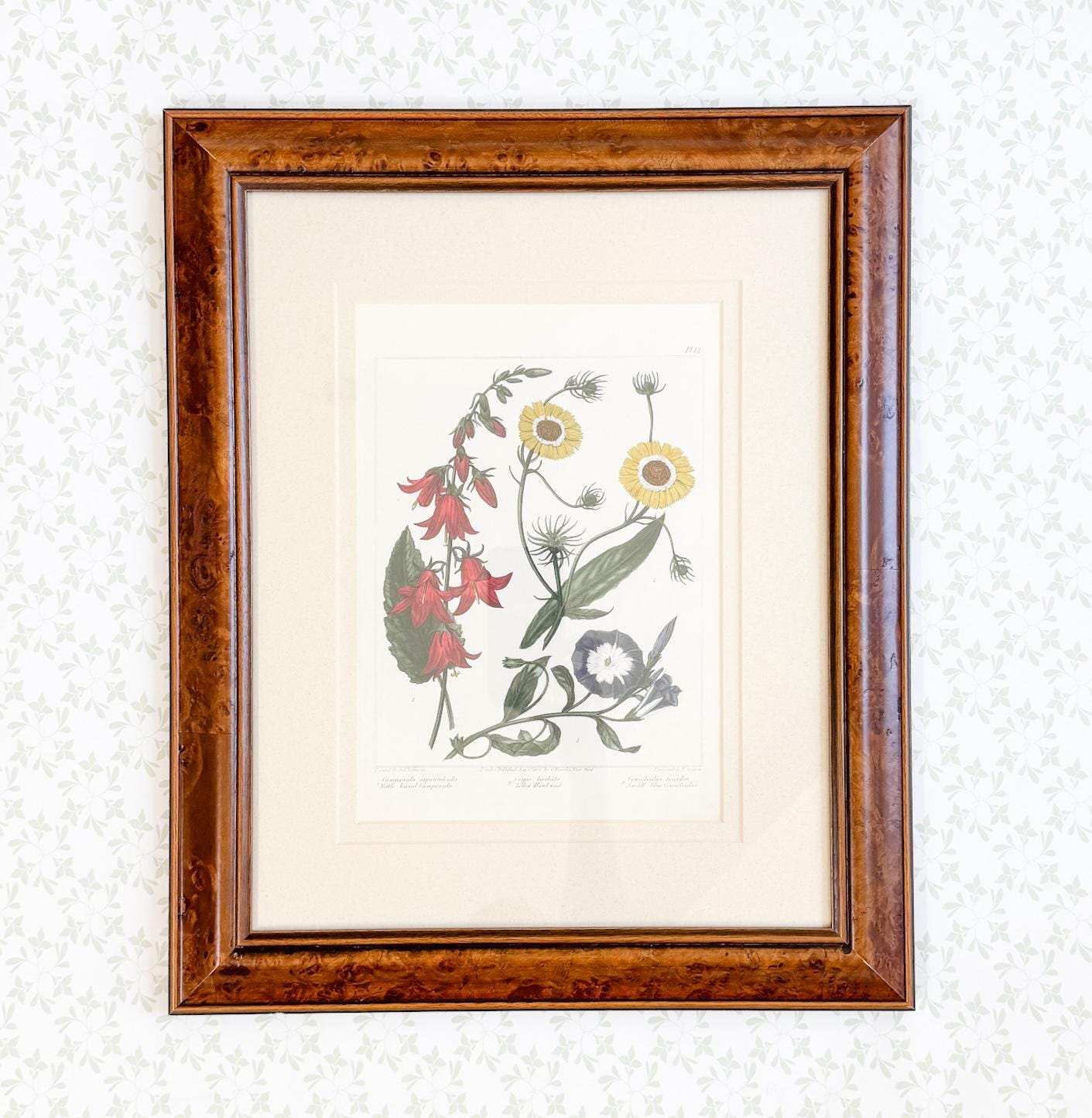 Framed Antique Floral Lithograph, c. 1807, Bellflowers, Hawkweed, and Morning Glory
