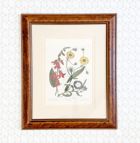 Framed Antique Floral Lithograph, c. 1807, Bellflowers, Hawkweed, and Morning Glory