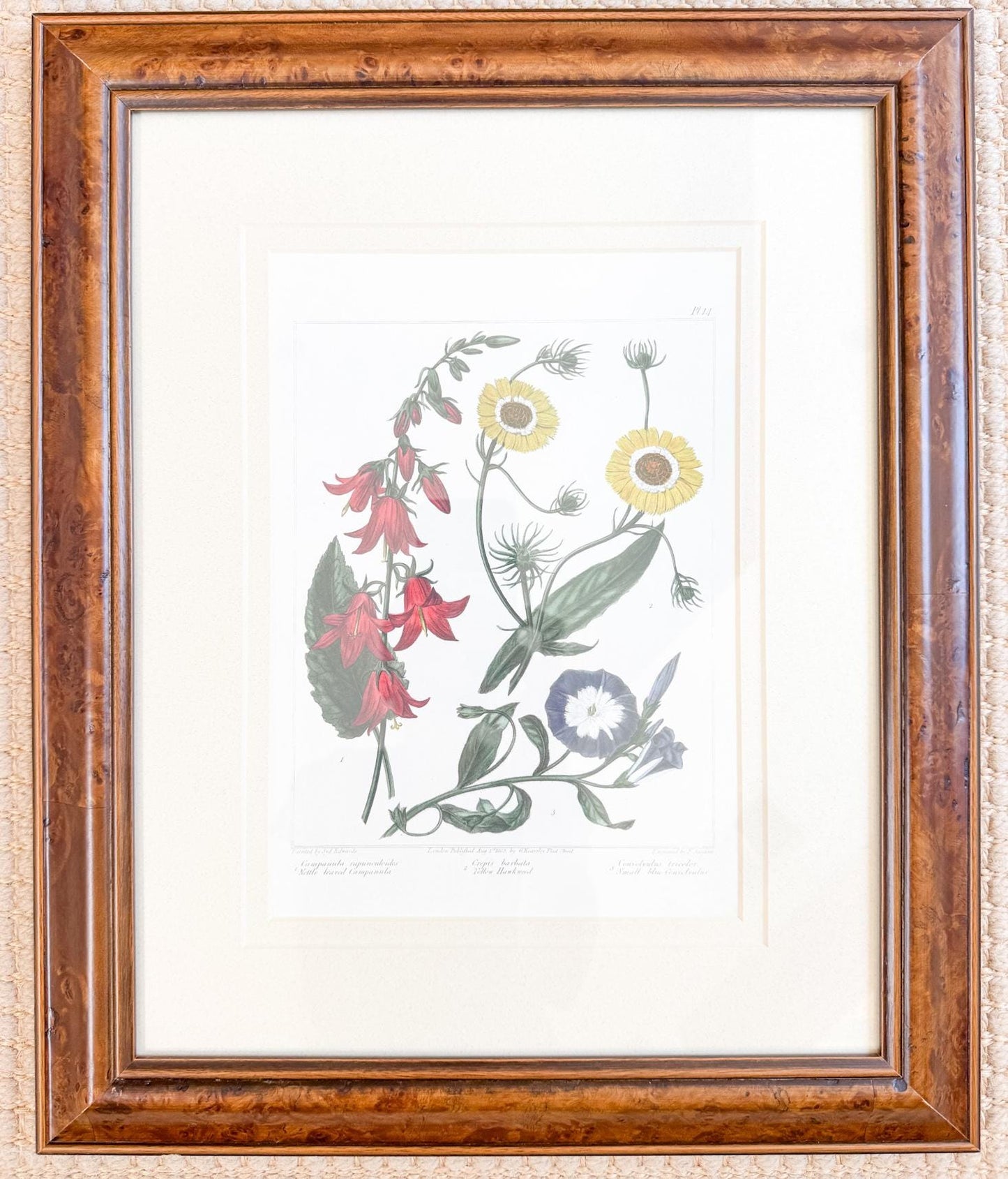 Framed Antique Floral Lithograph, c. 1807, Bellflowers, Hawkweed, and Morning Glory