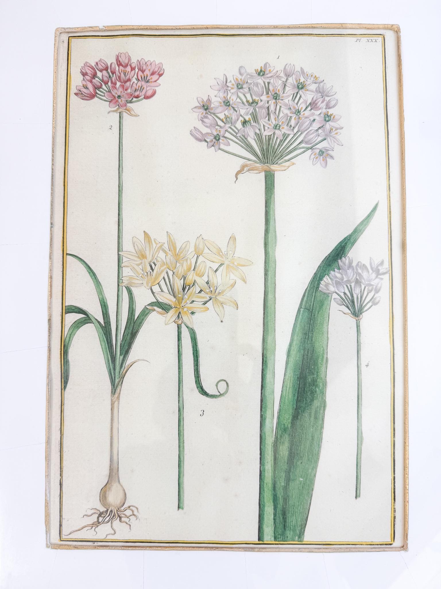 Framed Antique Floral Lithograph, c. 1771, Alliums