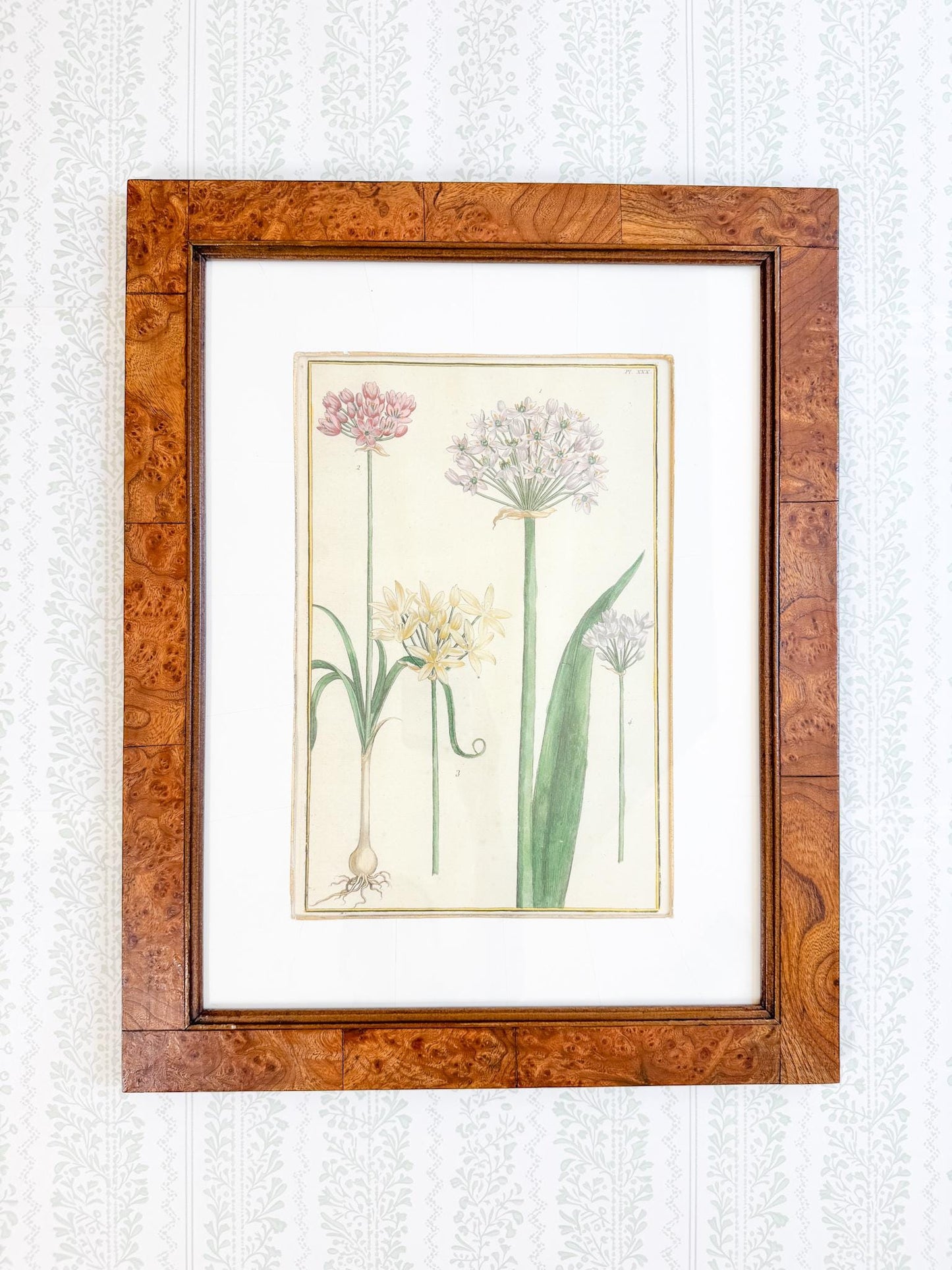 Framed Antique Floral Lithograph, c. 1771, Alliums