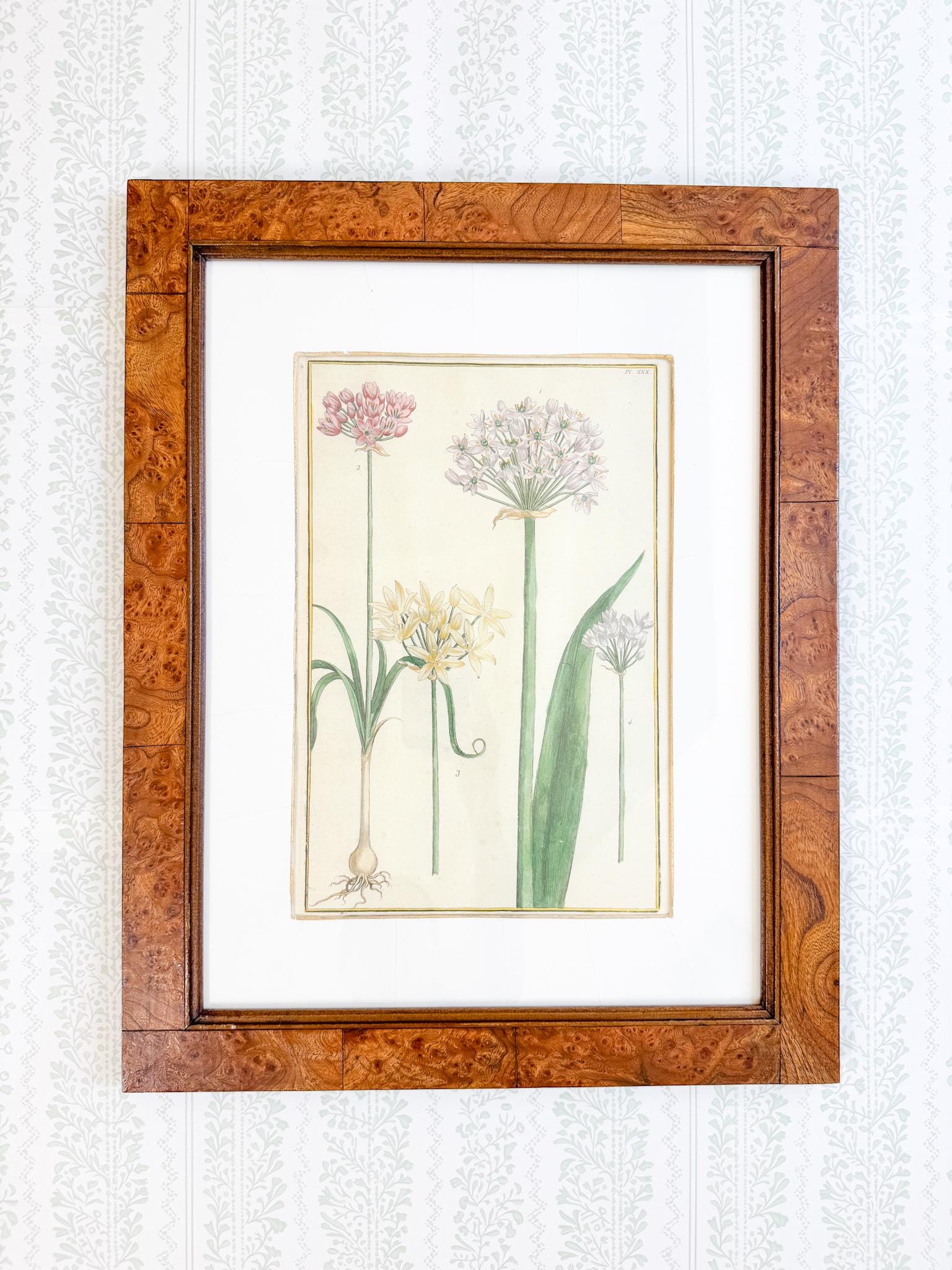 Framed Antique Floral Lithograph, c. 1771, Alliums