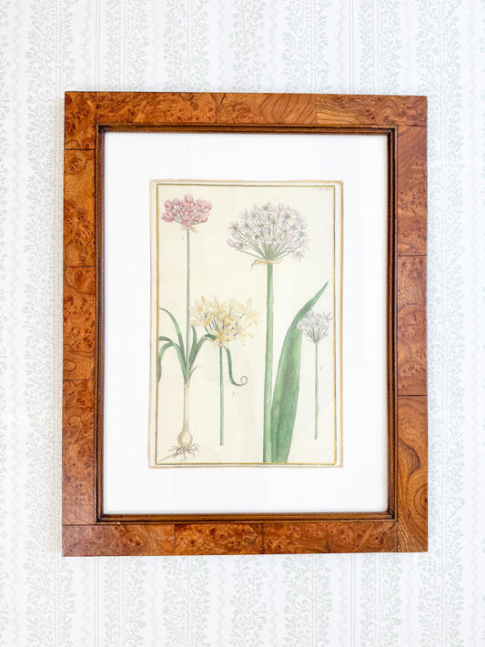Framed Antique Floral Lithograph, c. 1771, Alliums