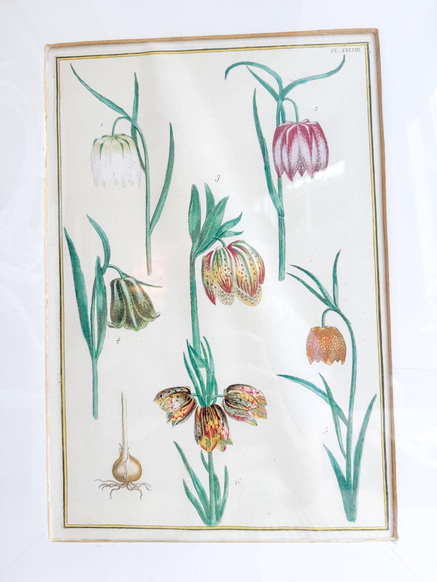 Framed Antique Floral Lithograph, c. 1771, Tulips