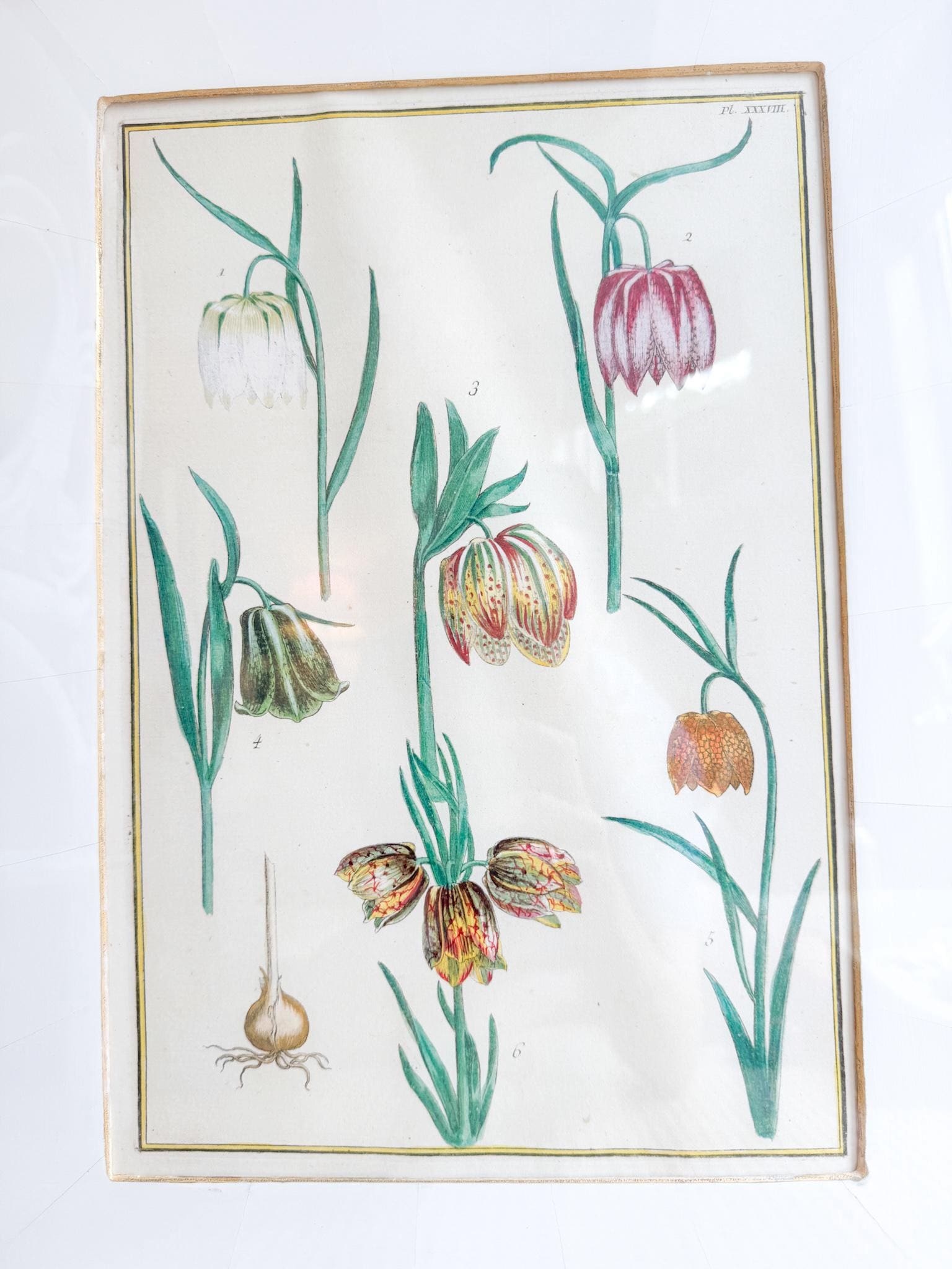 Framed Antique Floral Lithograph, c. 1771, Tulips