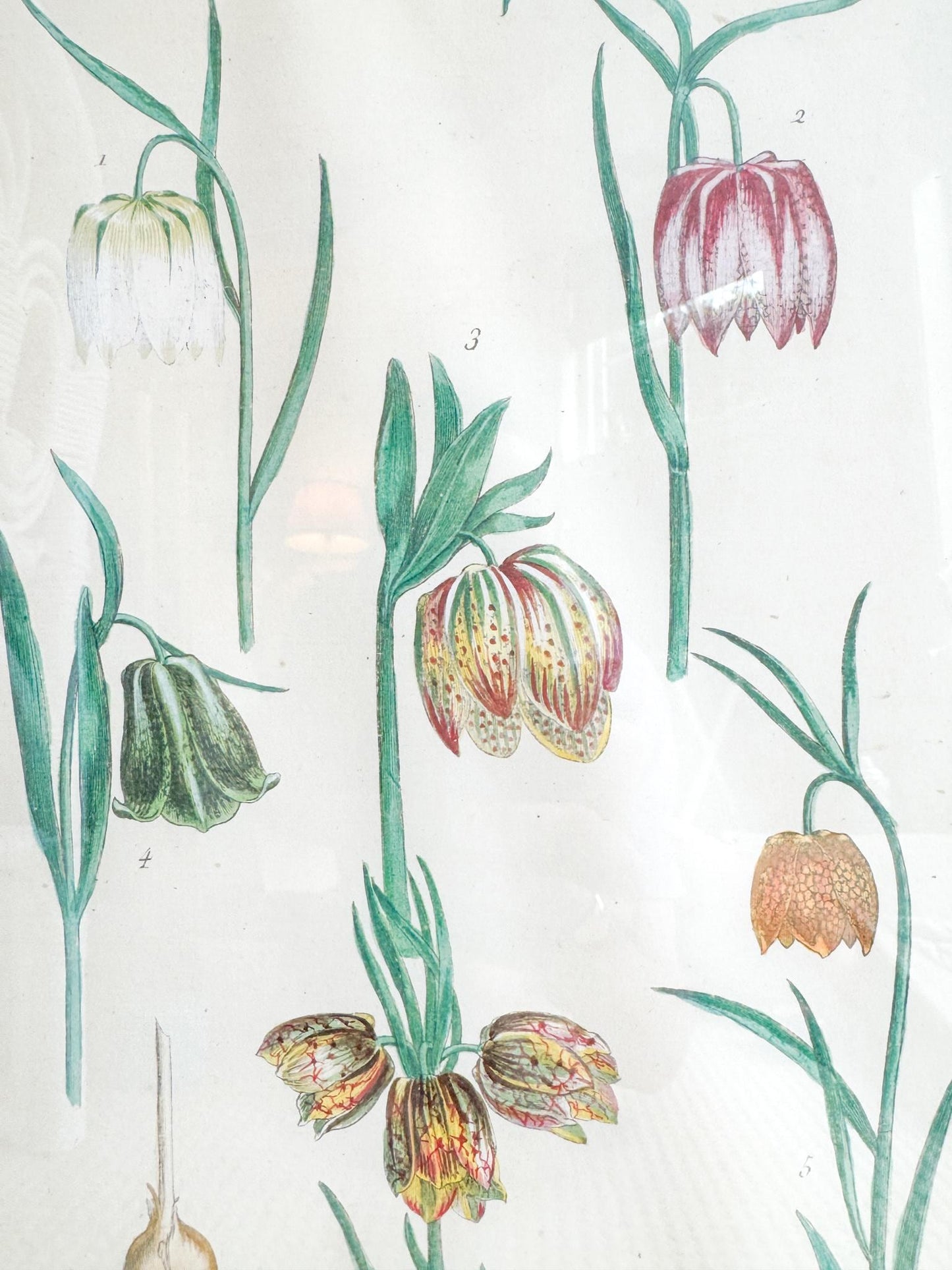 Framed Antique Floral Lithograph, c. 1771, Tulips