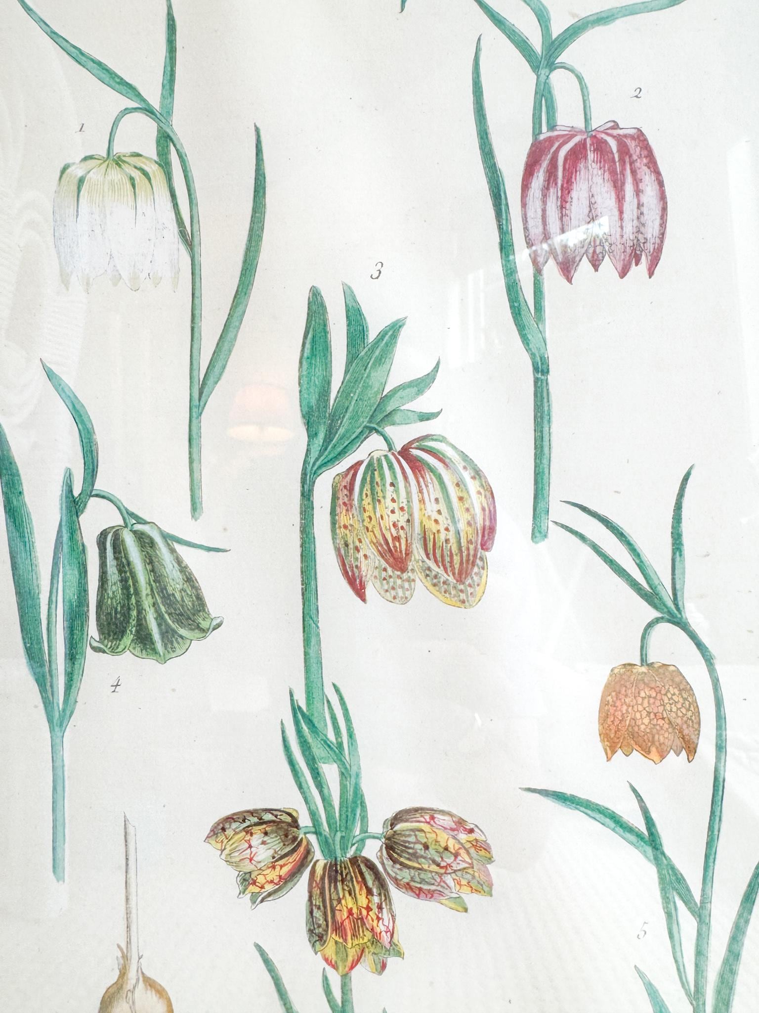 Framed Antique Floral Lithograph, c. 1771, Tulips