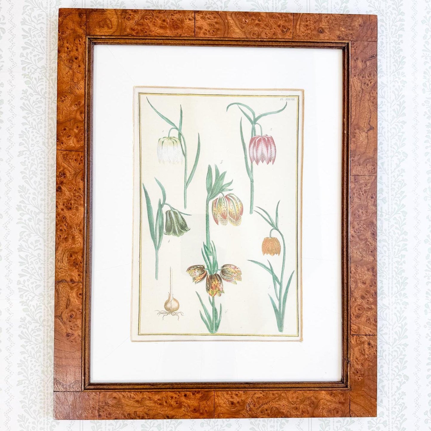 Framed Antique Floral Lithograph, c. 1771, Tulips