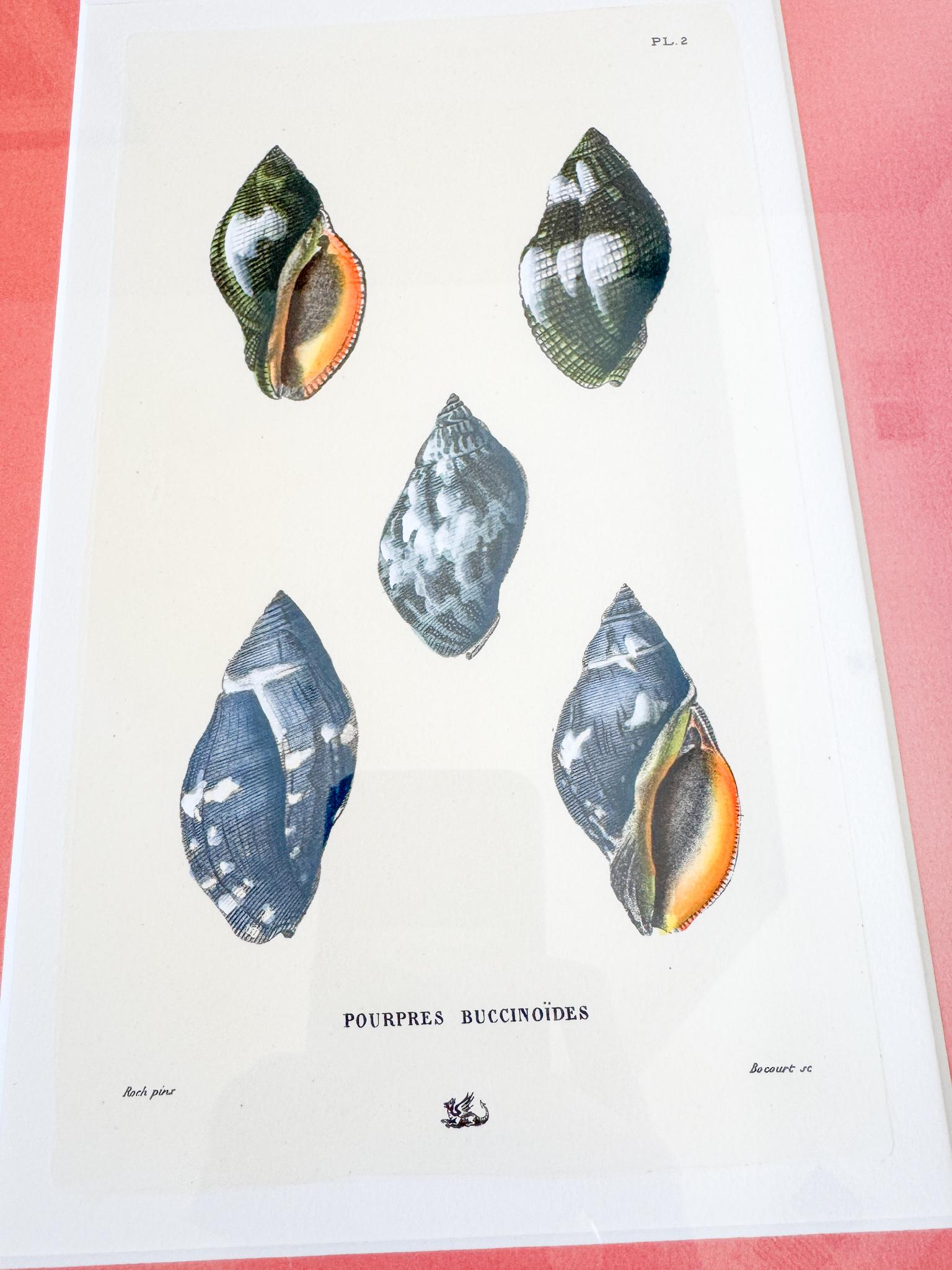 Framed Antique Seashell Lithograph