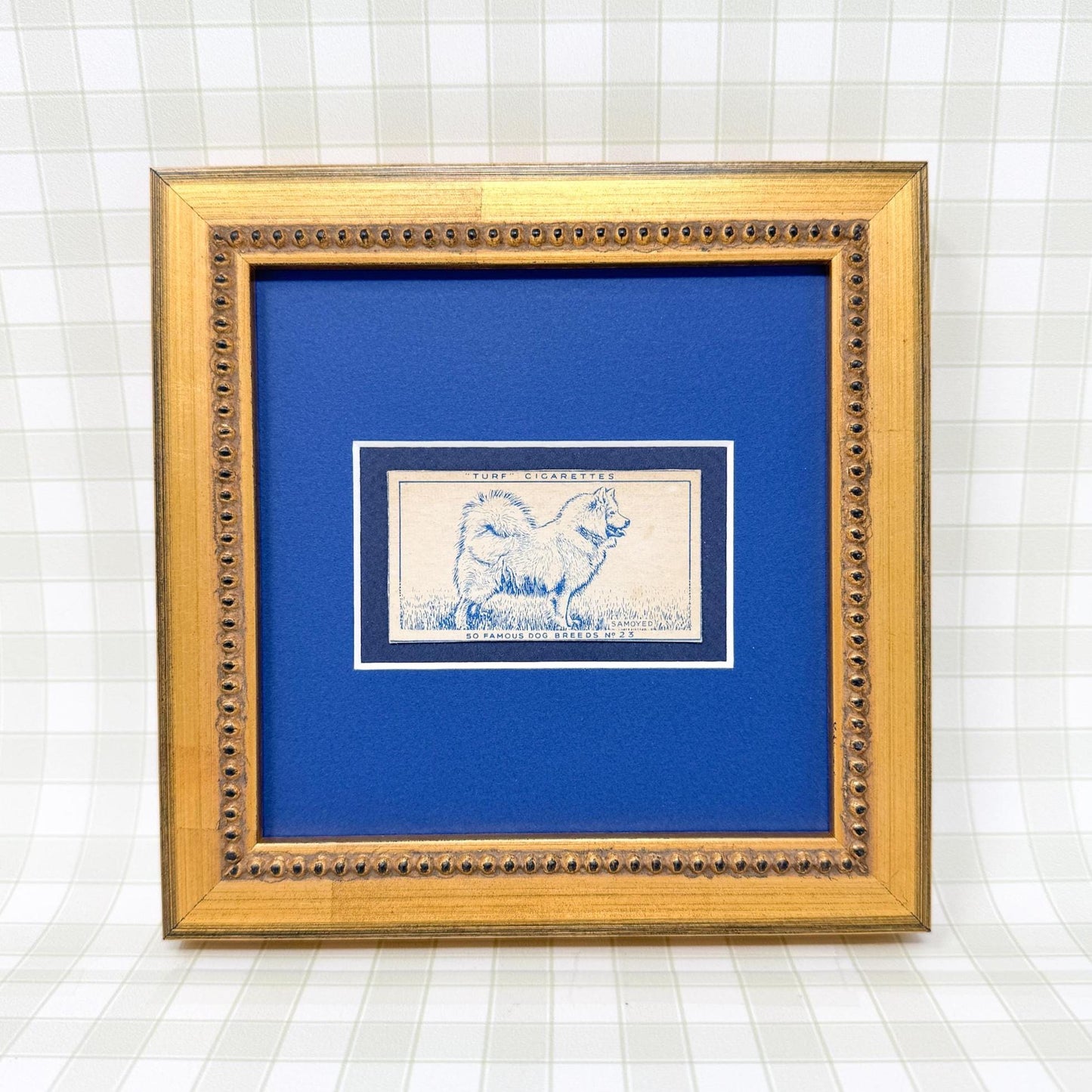 Framed Vintage Dog Cigarette Card c. 1952, Samoyed