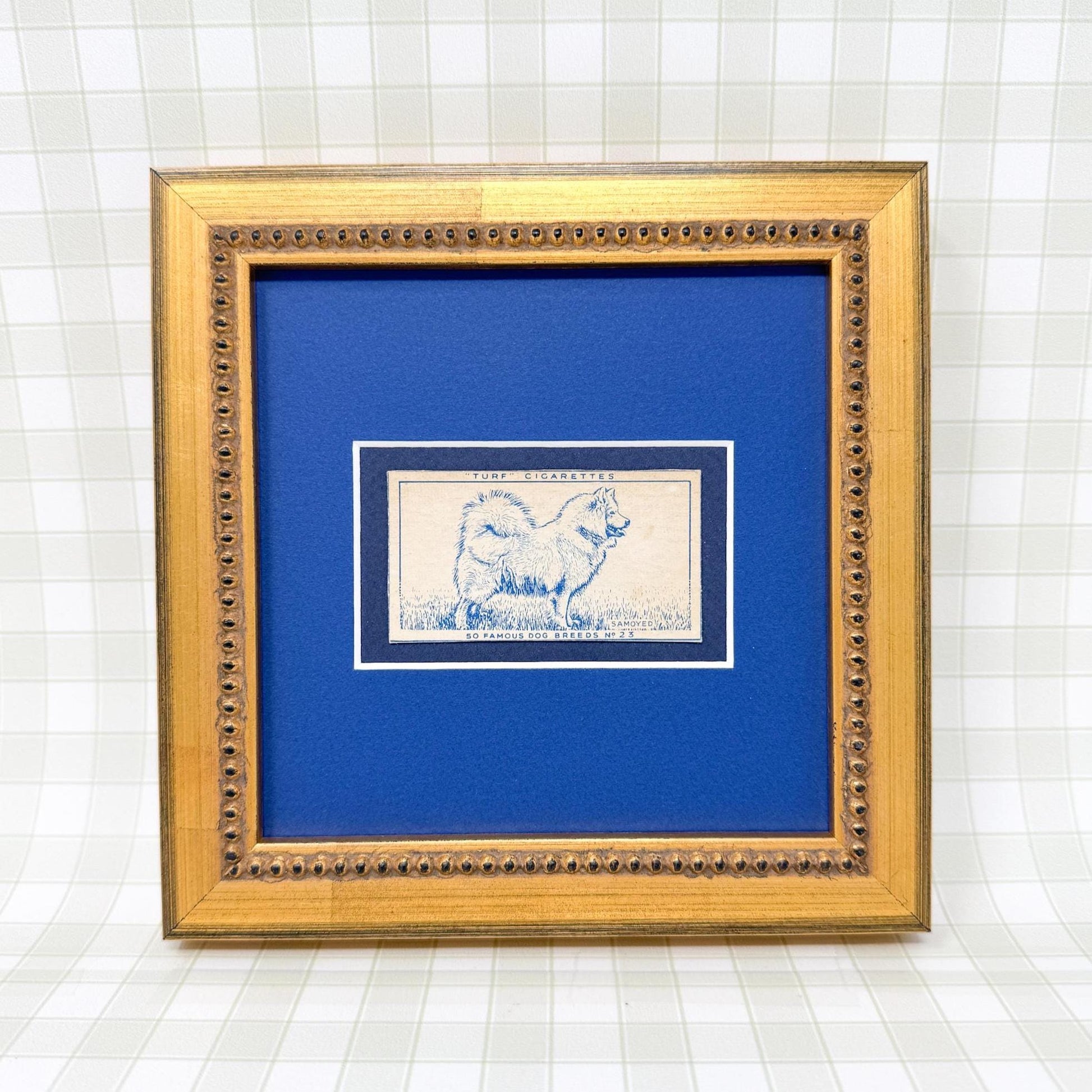 Framed Vintage Dog Cigarette Card c. 1952, Samoyed
