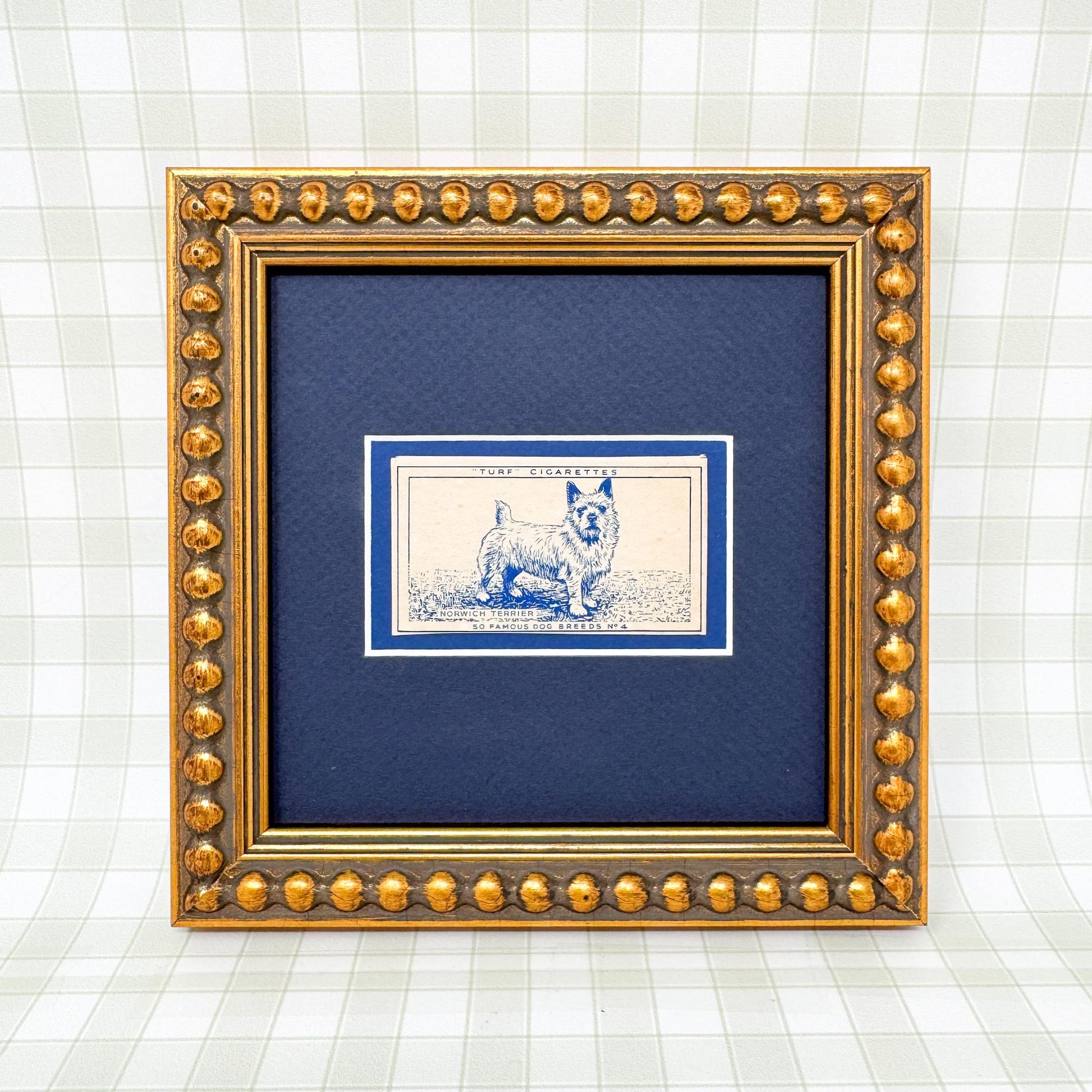 Framed Vintage Dog Cigarette Card c. 1952, Norwich Terrier