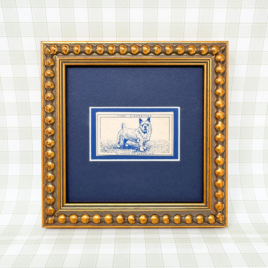 Framed Vintage Dog Cigarette Card c. 1952, Norwich Terrier