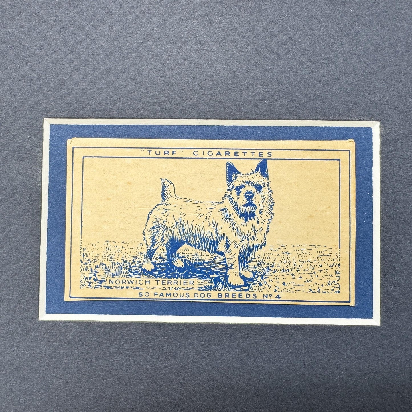 Framed Vintage Dog Cigarette Card c. 1952, Norwich Terrier