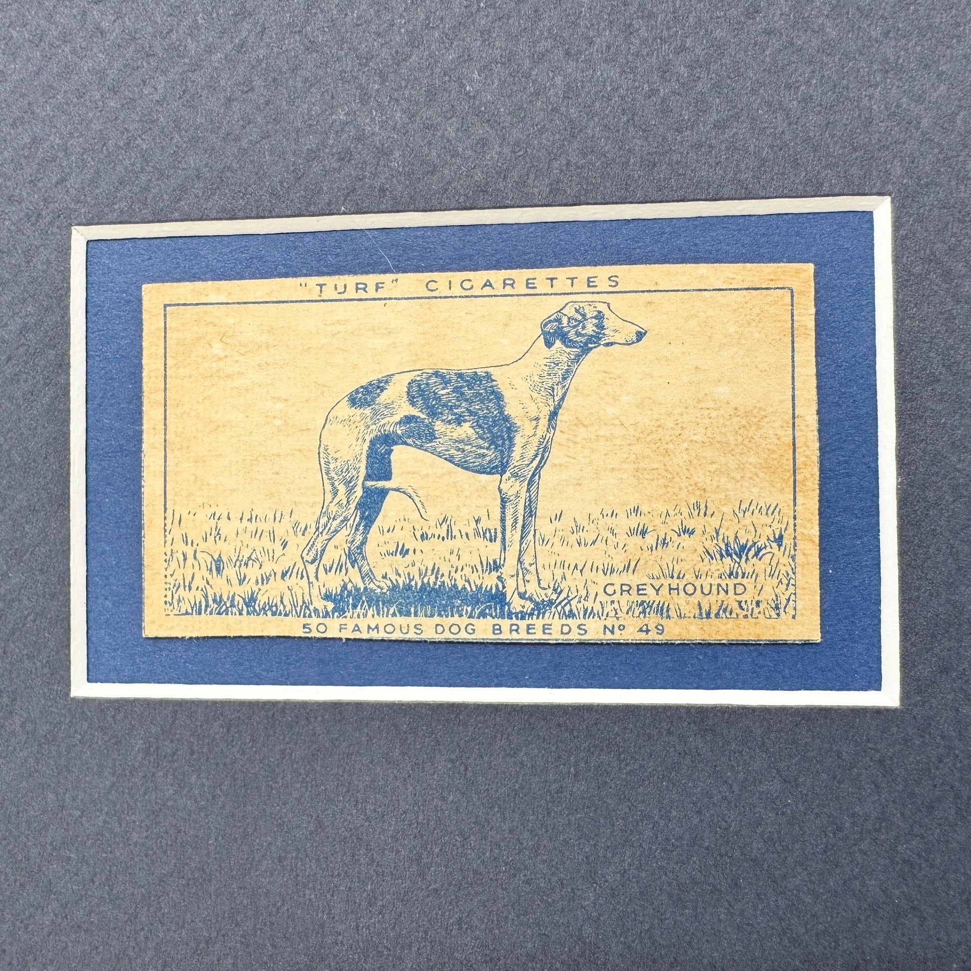 Framed Vintage Dog Cigarette Card c. 1952, Greyhound