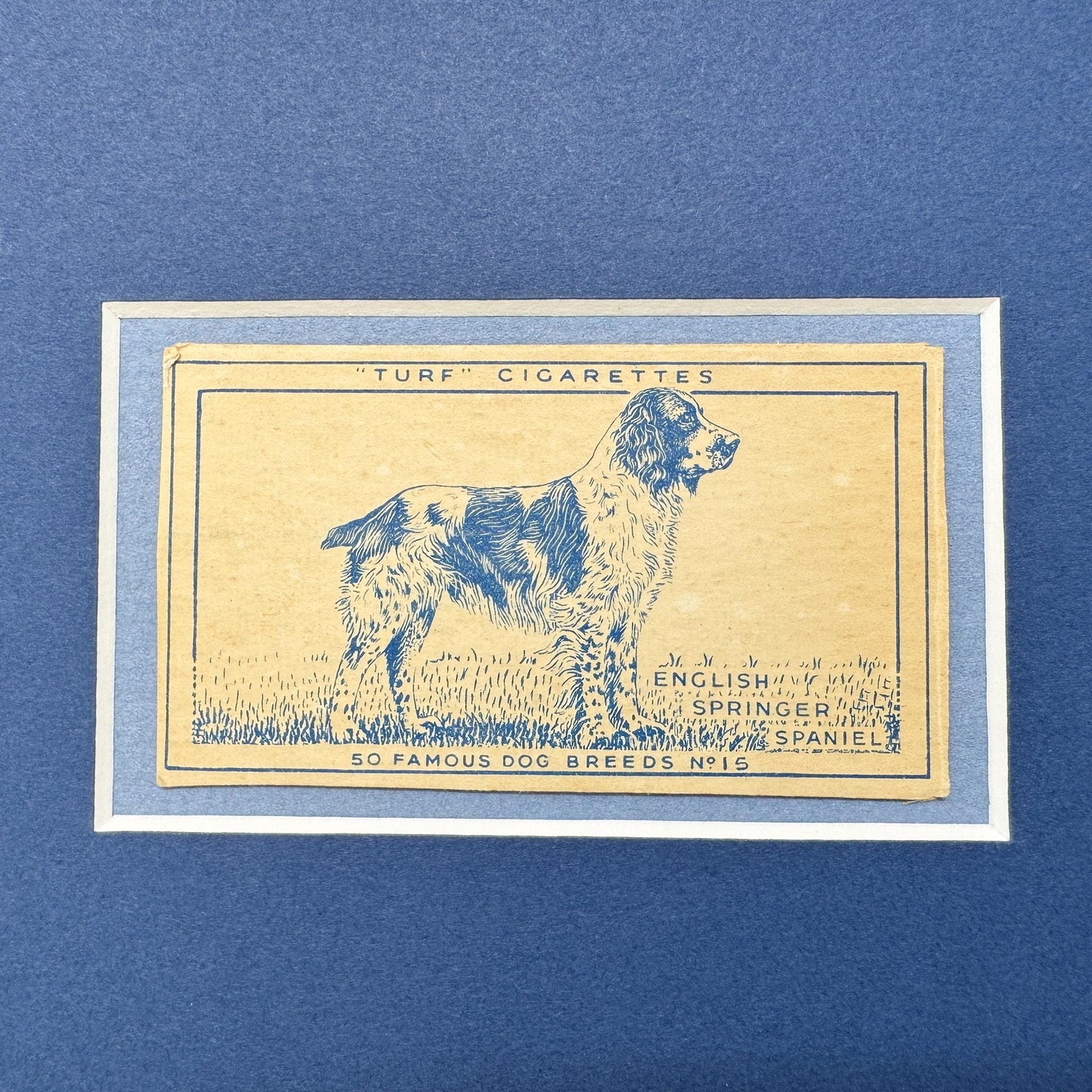 Framed Vintage Dog Cigarette Card c. 1952, English Springer Spaniel
