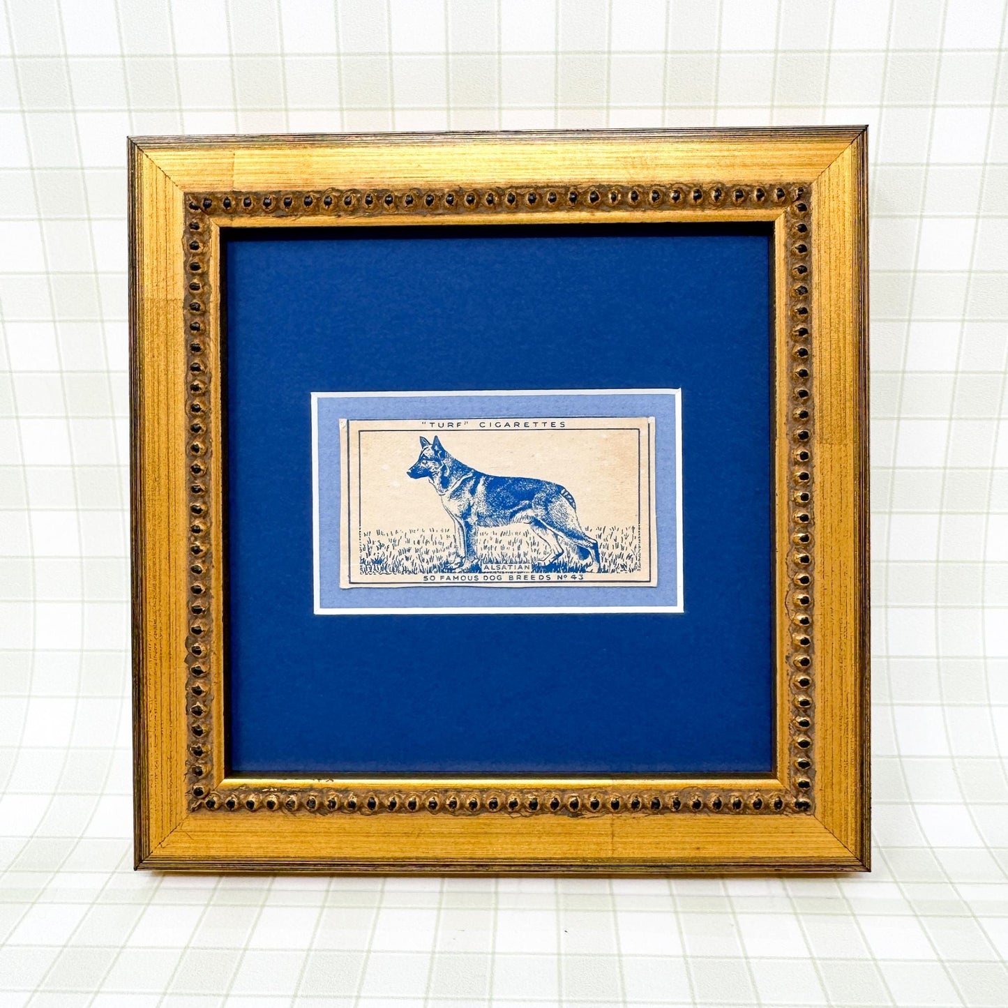 Framed Vintage Dog Cigarette Card c. 1952, German Shepherd (Alsatian)