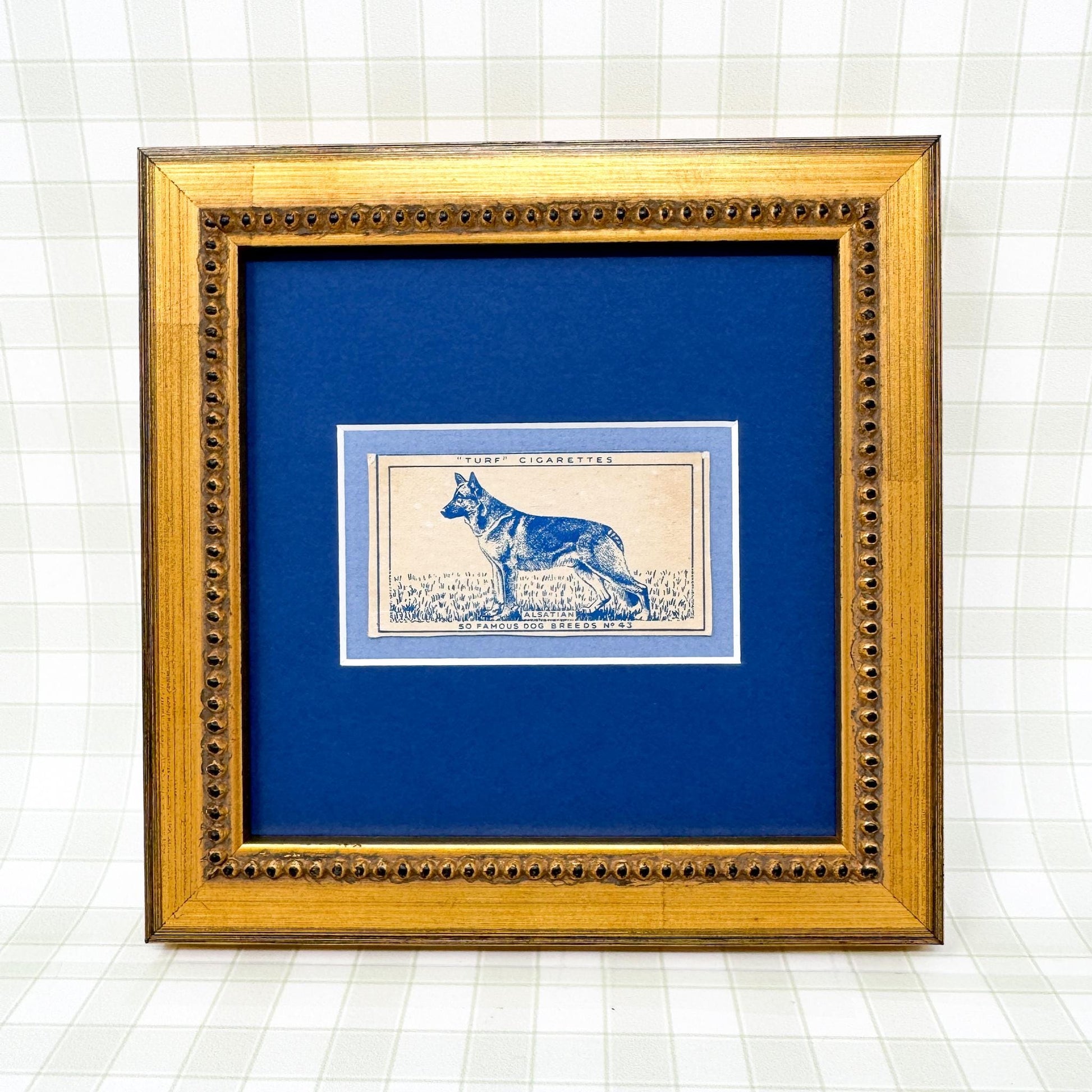 Framed Vintage Dog Cigarette Card c. 1952, German Shepherd (Alsatian)