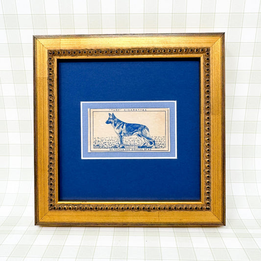 Framed Vintage Dog Cigarette Card c. 1952, German Shepherd (Alsatian)