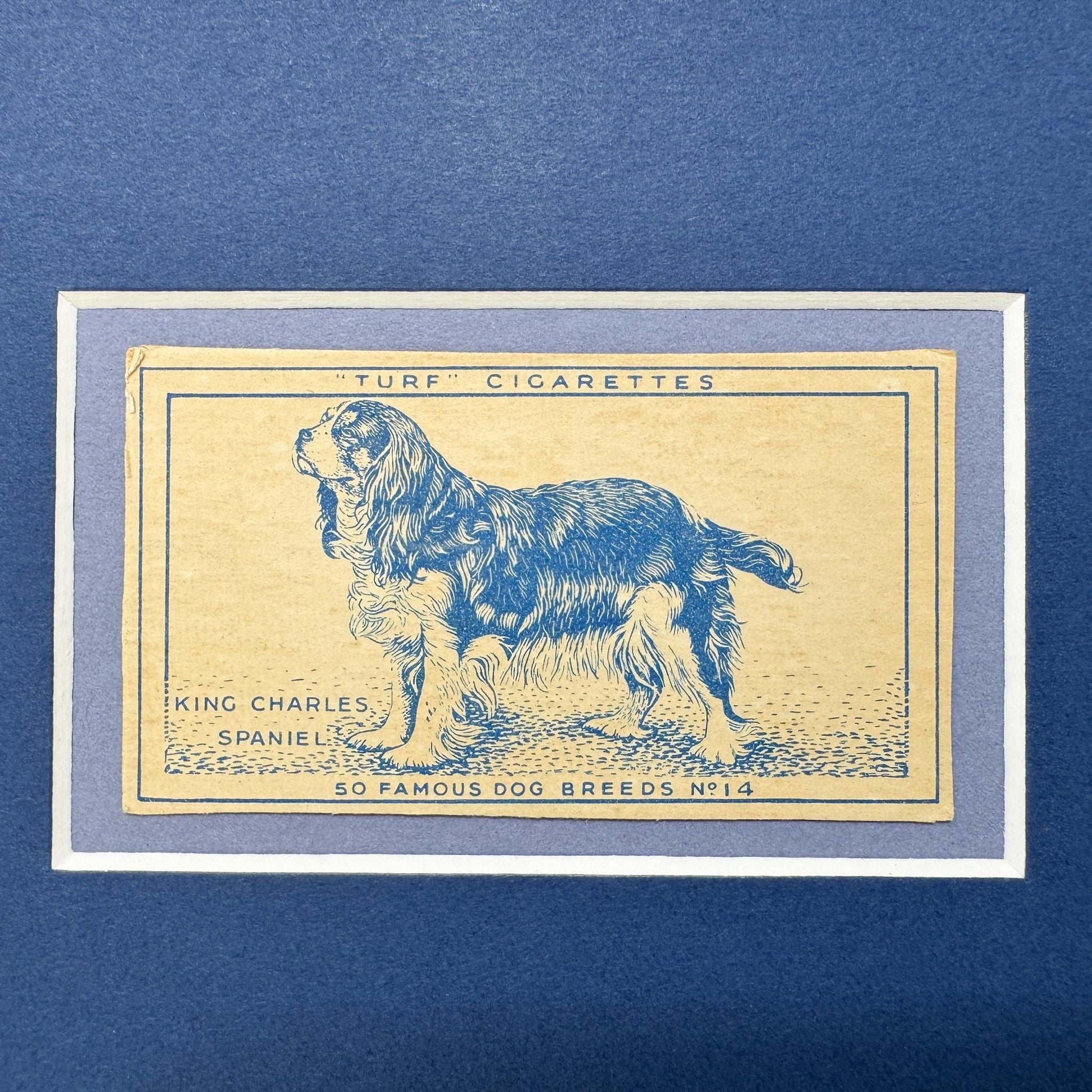 Framed Vintage Dog Cigarette Card c. 1952, King Charles Cavalier Spaniel