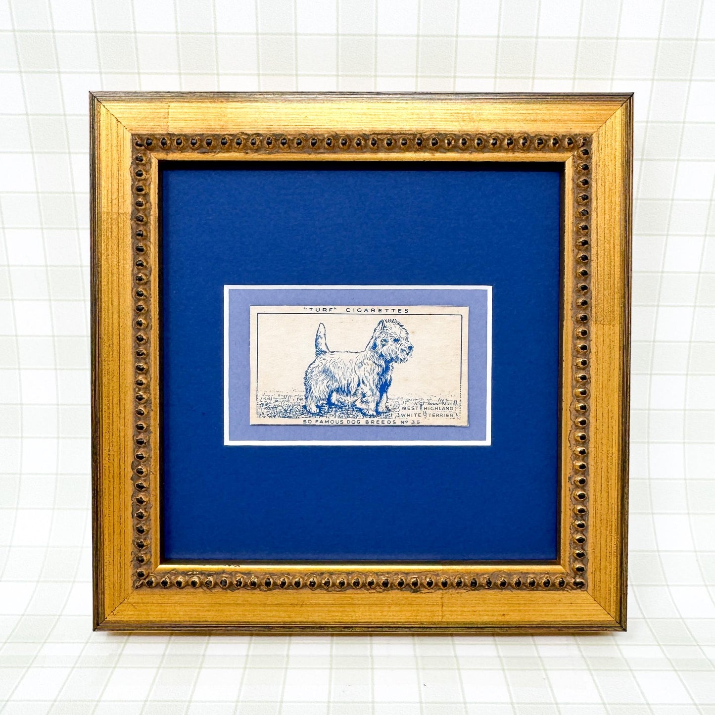 Framed Vintage Dog Cigarette Card c. 1952, West Highland Terrier