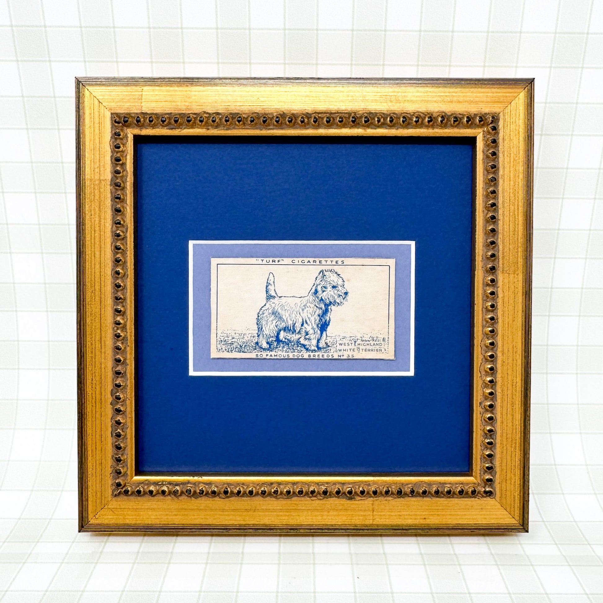 Framed Vintage Dog Cigarette Card c. 1952, West Highland Terrier