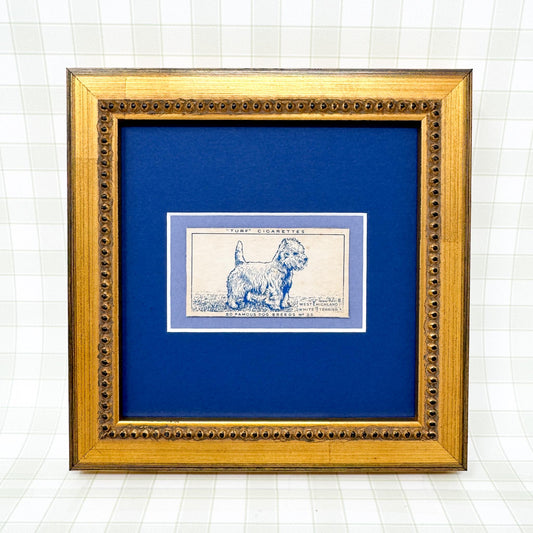 Framed Vintage Dog Cigarette Card c. 1952, West Highland Terrier
