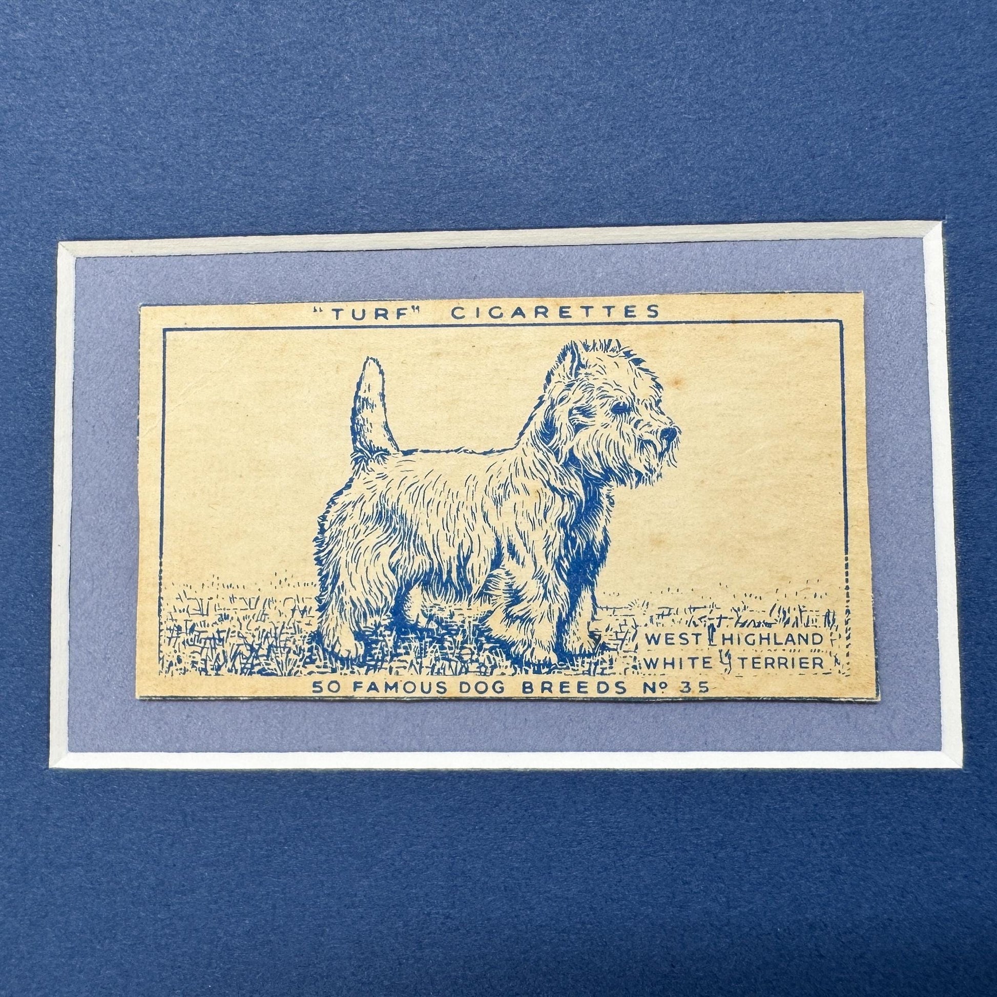 Framed Vintage Dog Cigarette Card c. 1952, West Highland Terrier