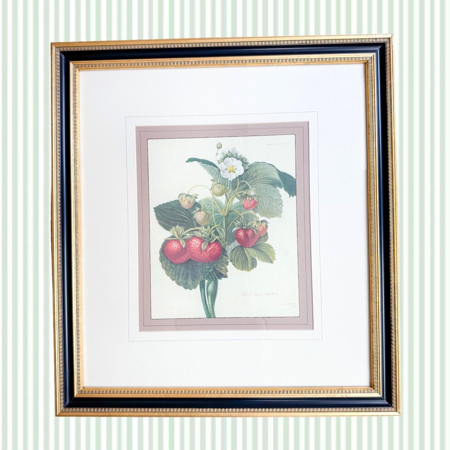 Framed Vintage Strawberry Lithograph, Wilmot's Superb Strawberry