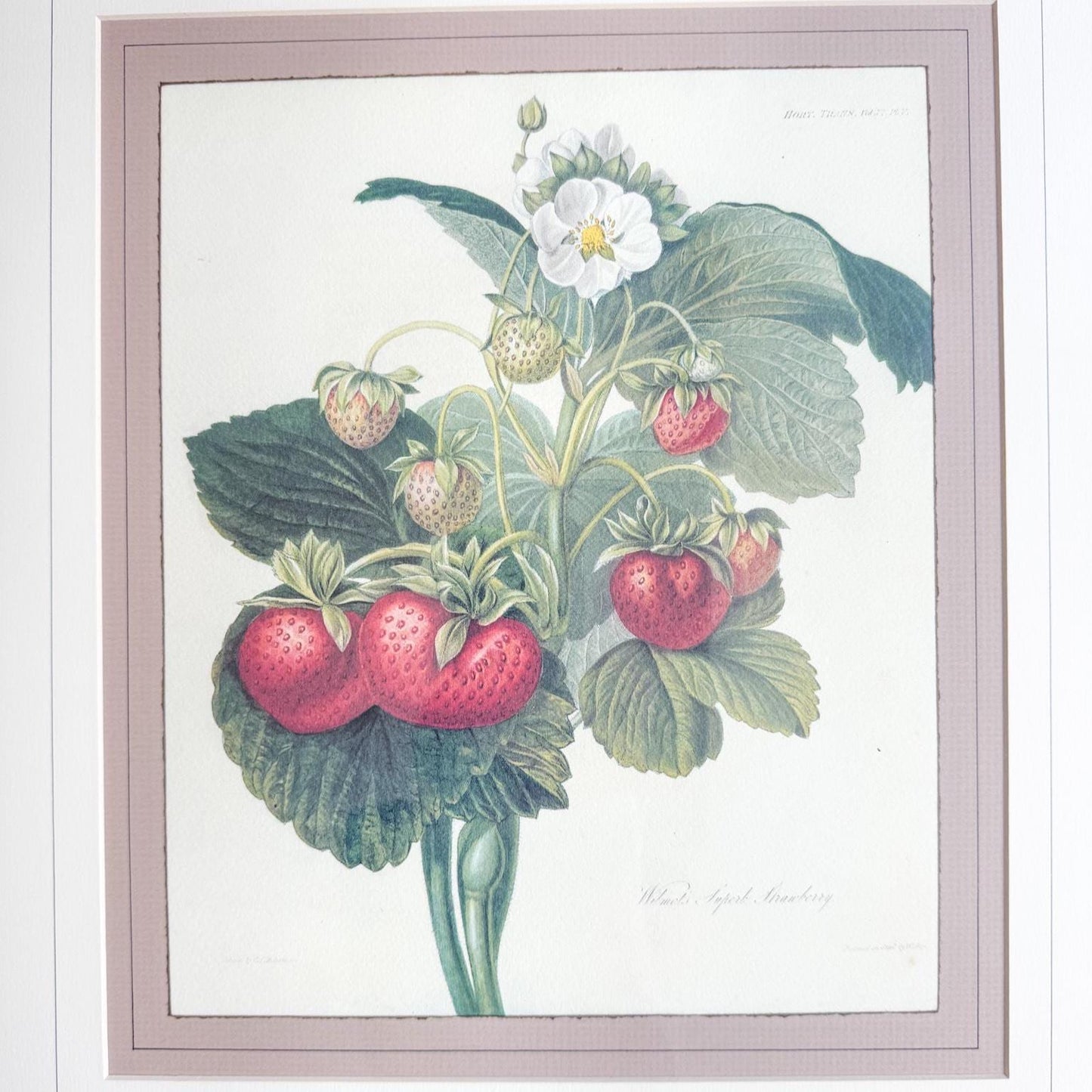 Framed Vintage Strawberry Lithograph, Wilmot's Superb Strawberry