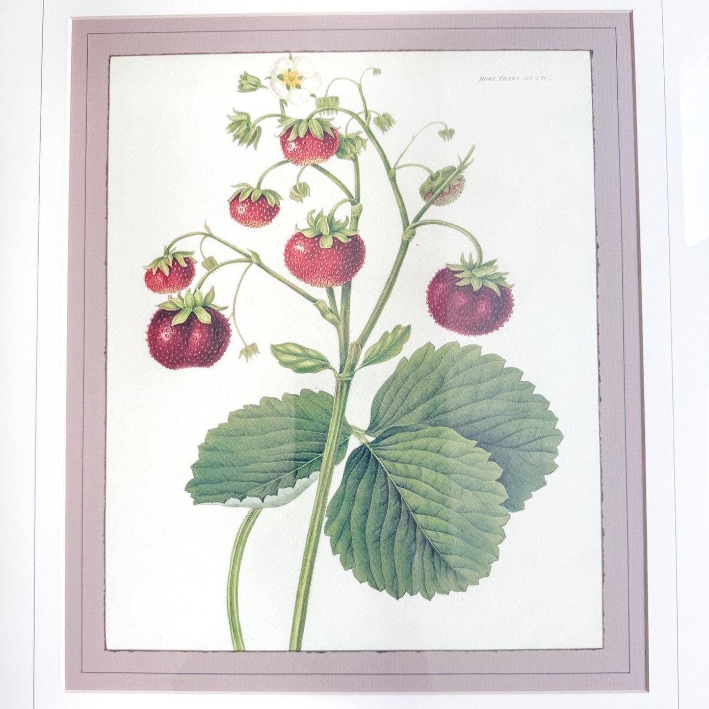 Framed Vintage Strawberry Lithograph, The Wild Strawberry