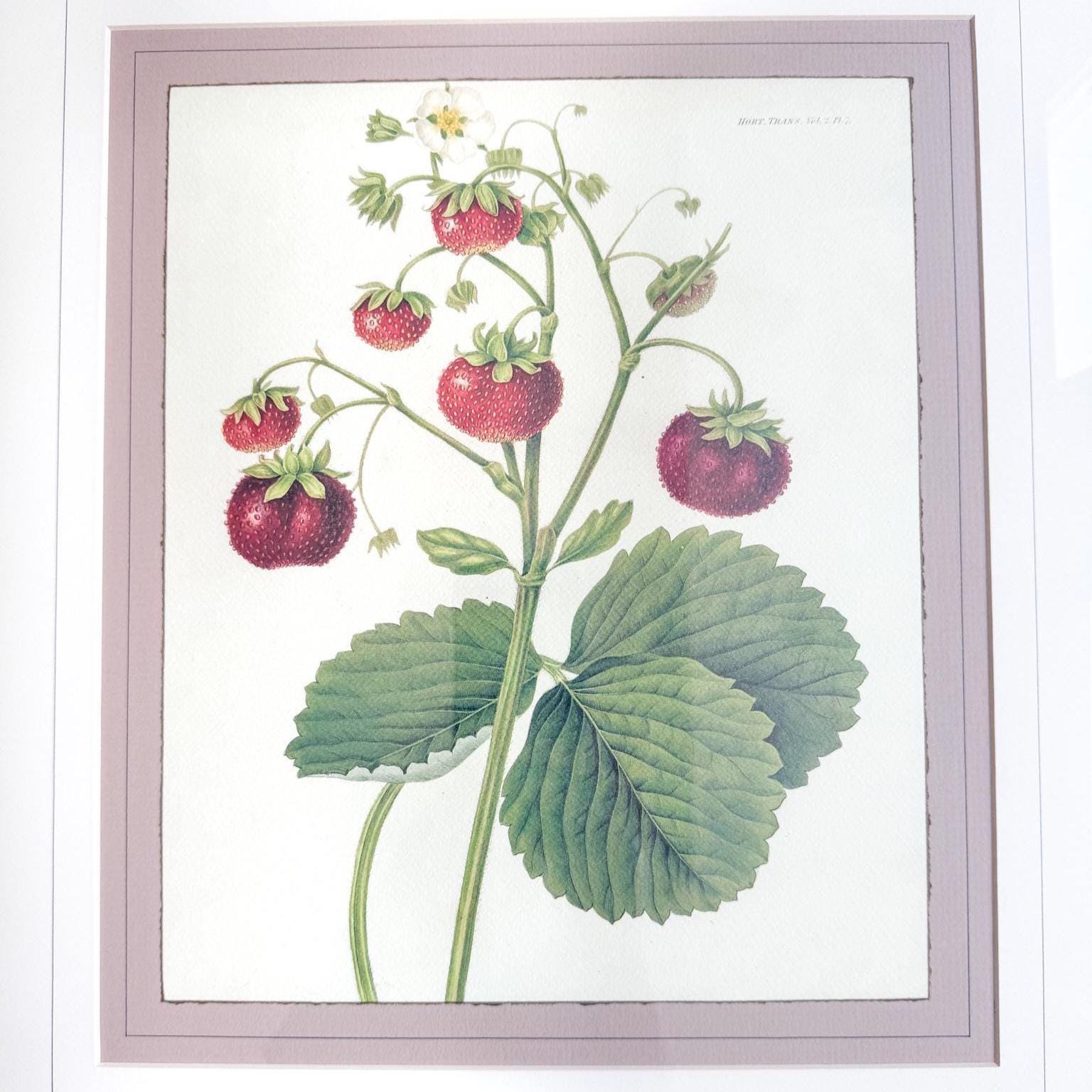 Framed Vintage Strawberry Lithograph, The Wild Strawberry